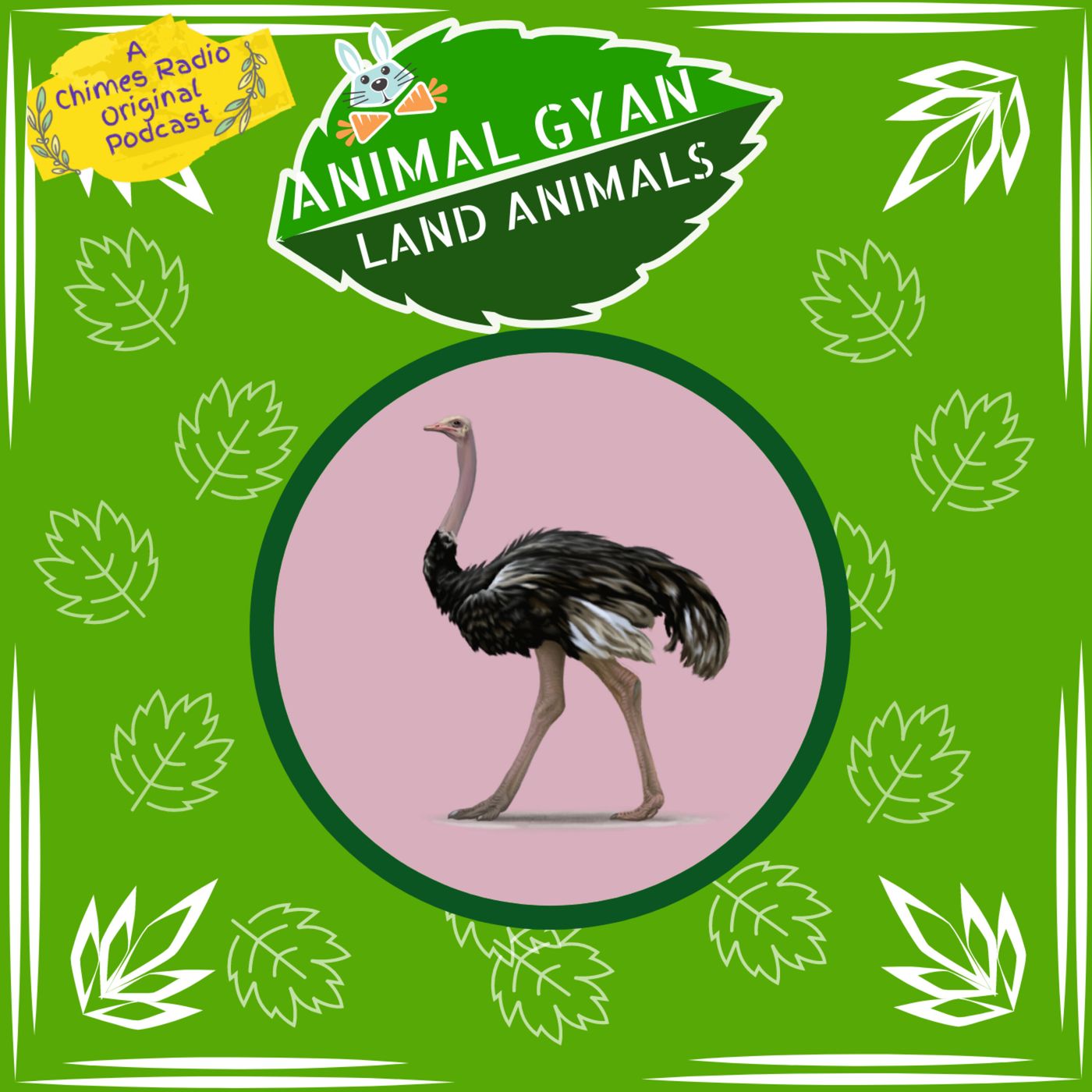Ostrich