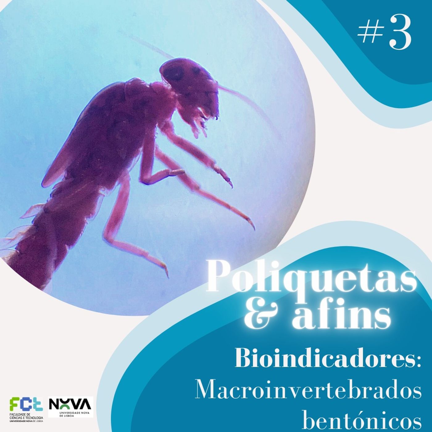 Poliquetas e afins