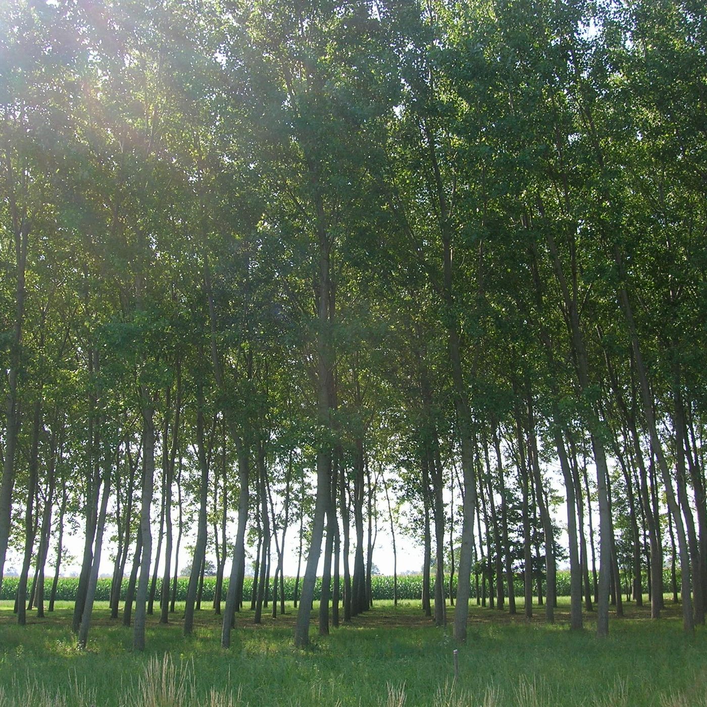 Rain Forest - Musica del Risveglio e Armonia Interiore