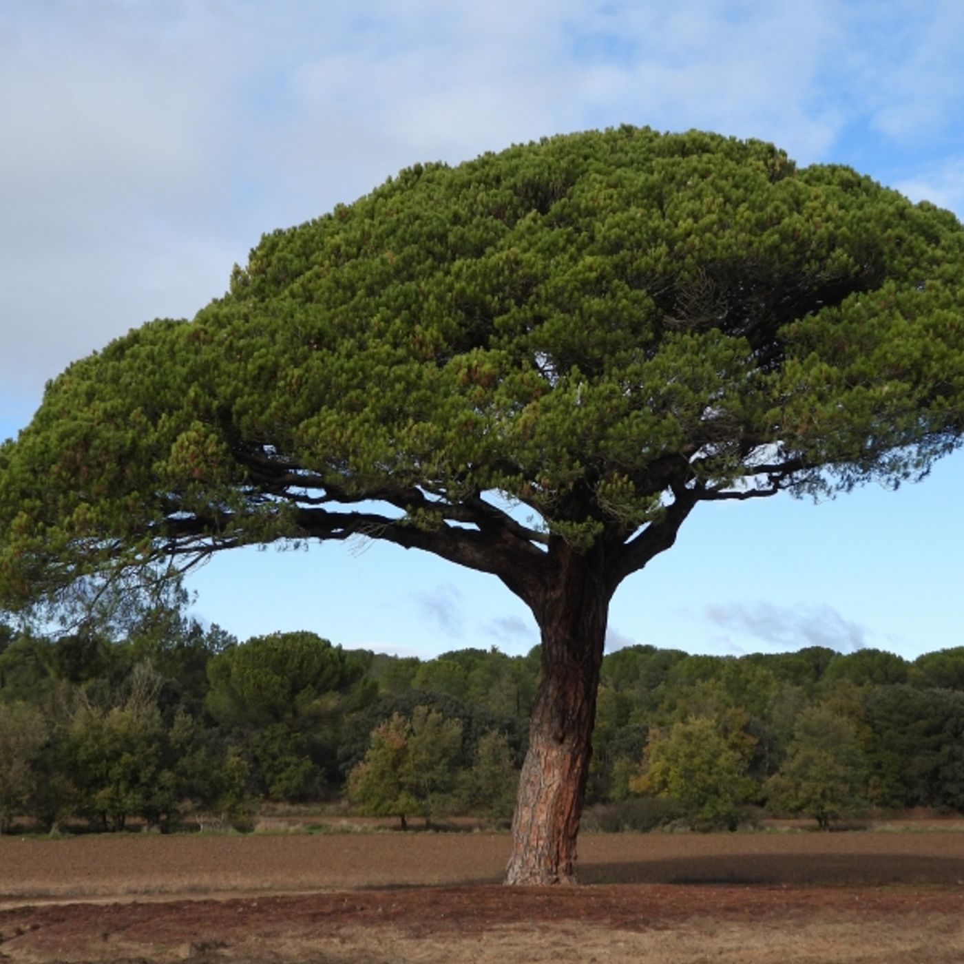 NATURALEZA RIBEREÑA en la RUTA DEL VINO