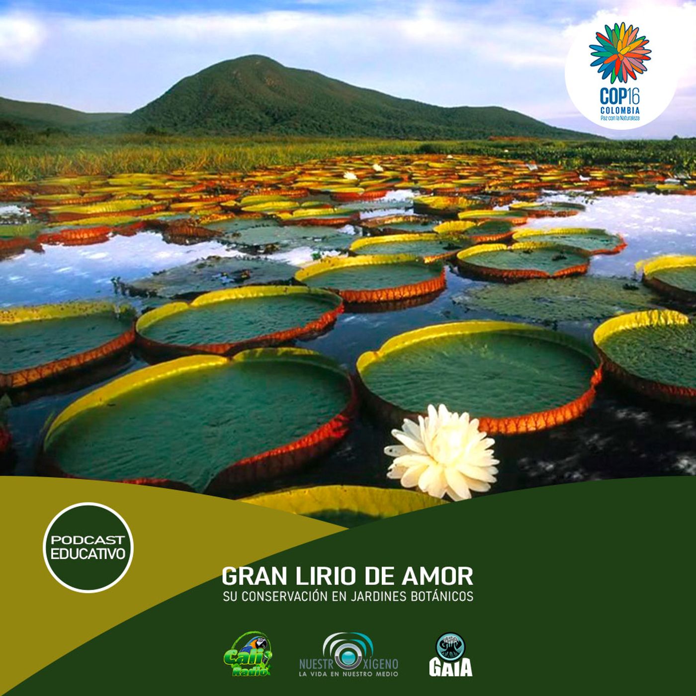 NUESTRO OXÍGENO Gran lirio de amor y su conservación en jardines botánicos episode artwork