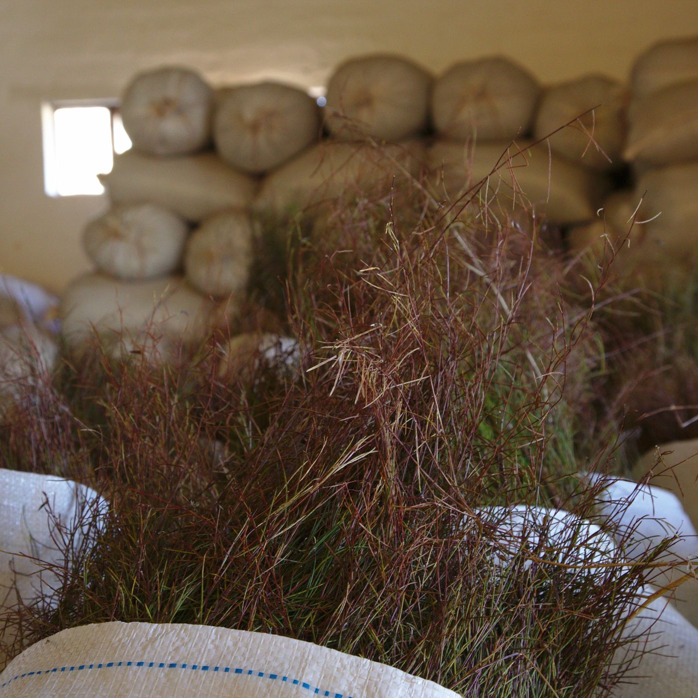 International Day Of Tea - The Medicinal Benefits Of Tea