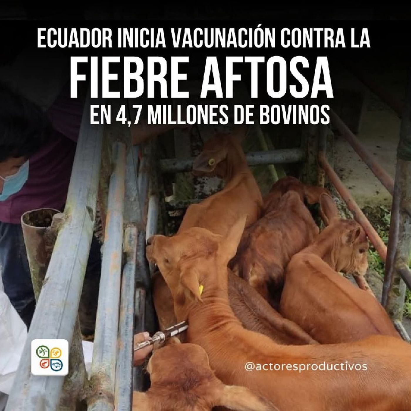 Ecuador inicia vacunación contra la fiebre aftosa en 4,7 millones de bovinos episode artwork