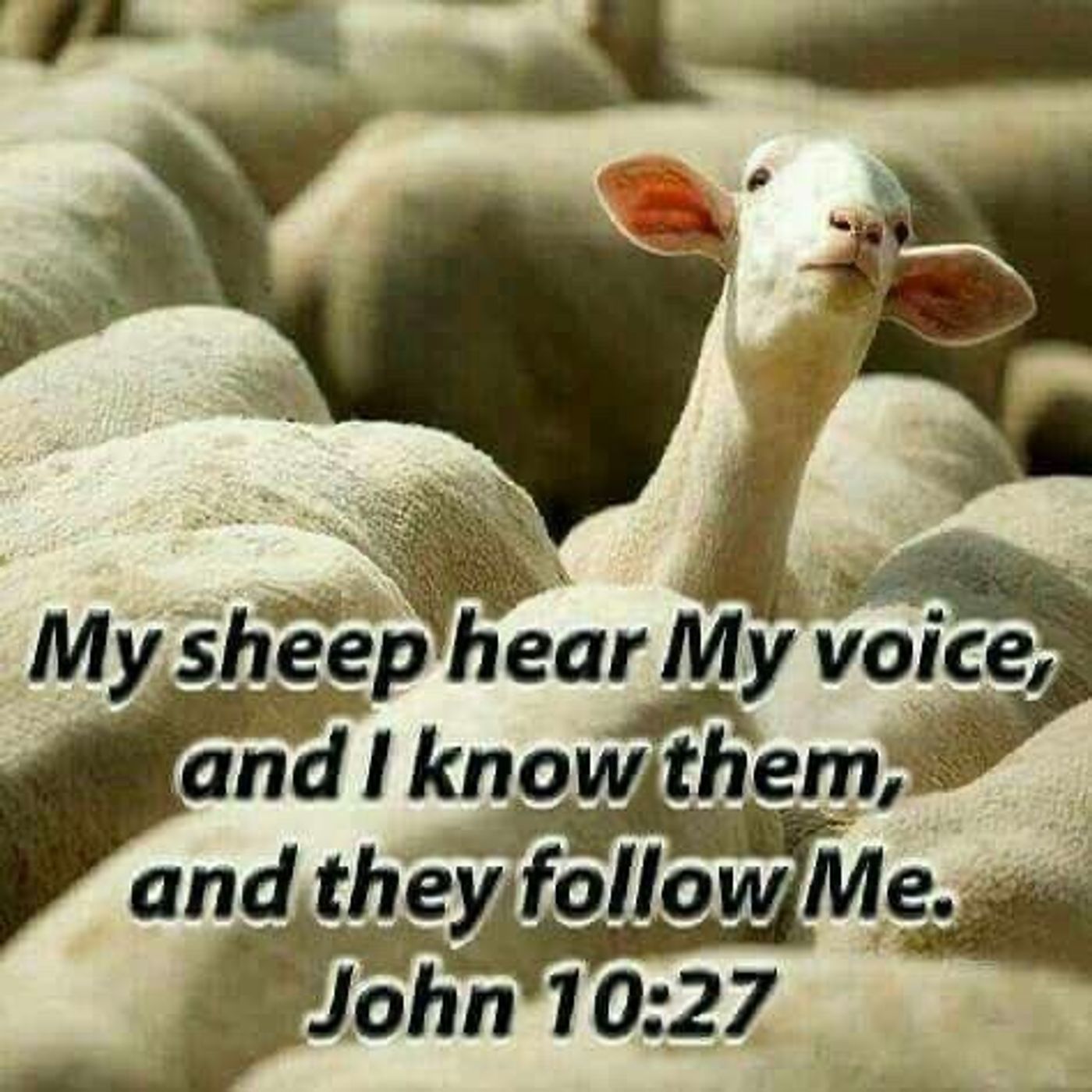 P2/MY SHEEP HEAR ME SAYS YAHWEH!!U CANT HEAR ME IF U BEIN BLOCKED!!WE NEED OPEN PATHS ONLY TO YAHWEH! episode artwork