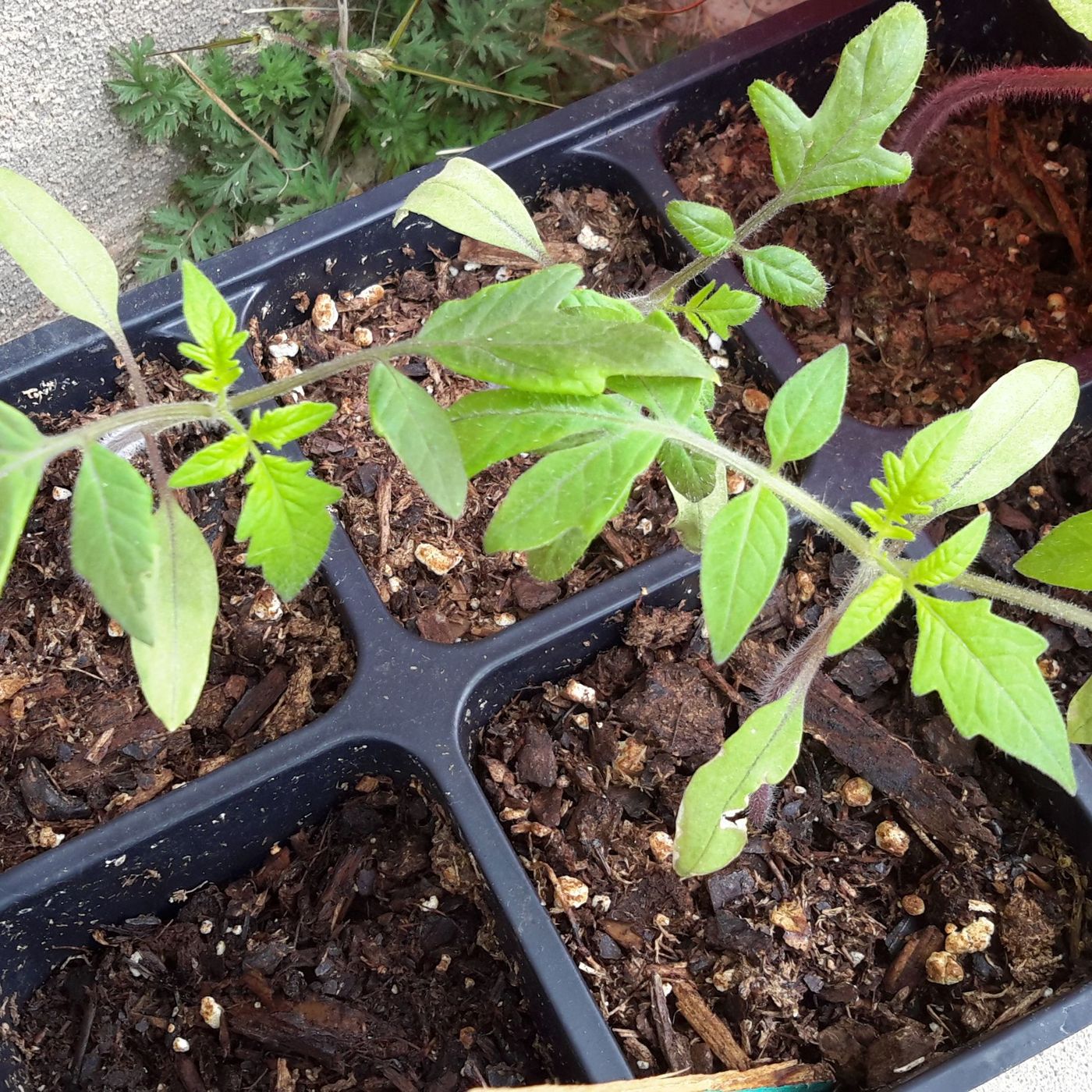 Whoa There! Don't Plant Yet!