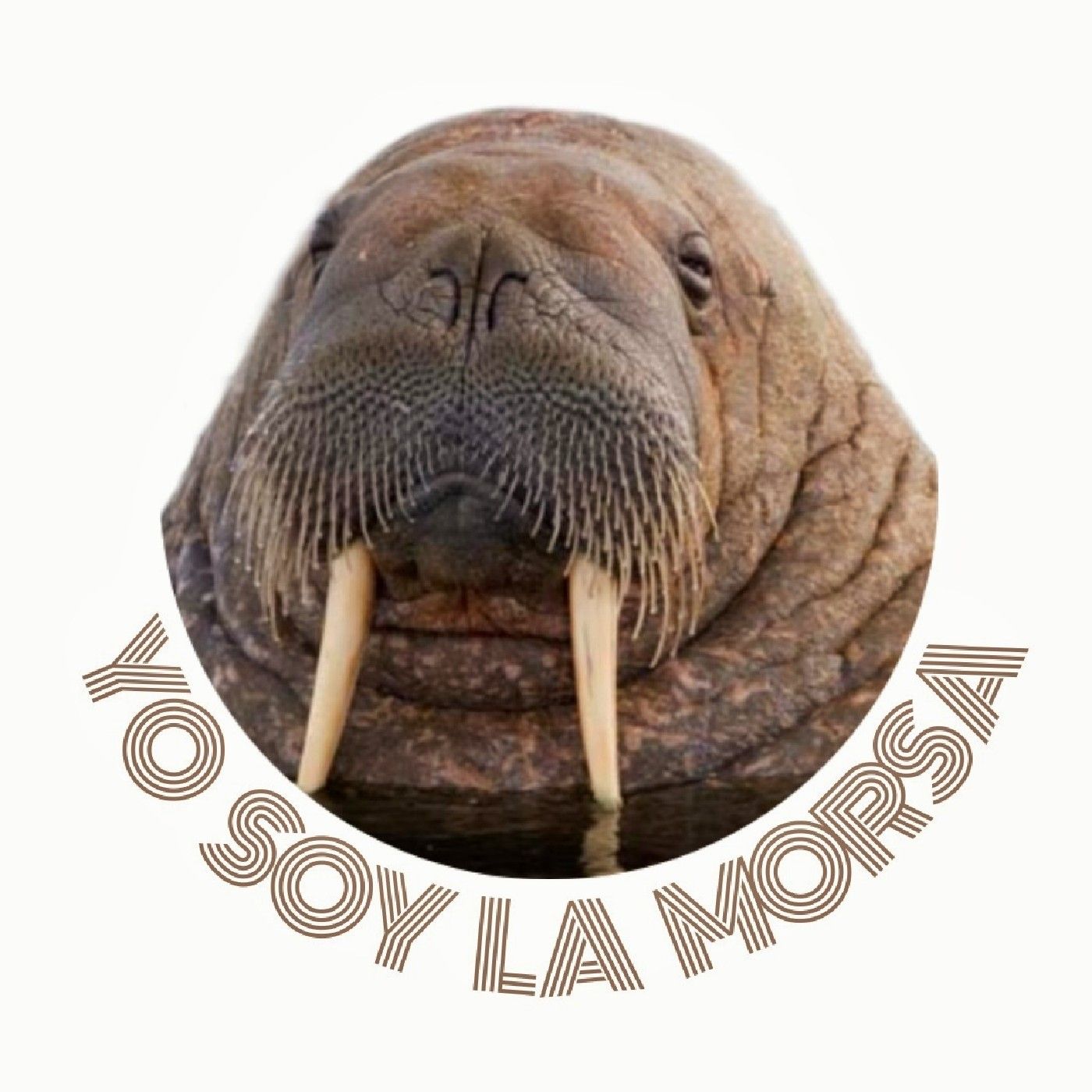 Yo soy la morsa | LoFi Podcast