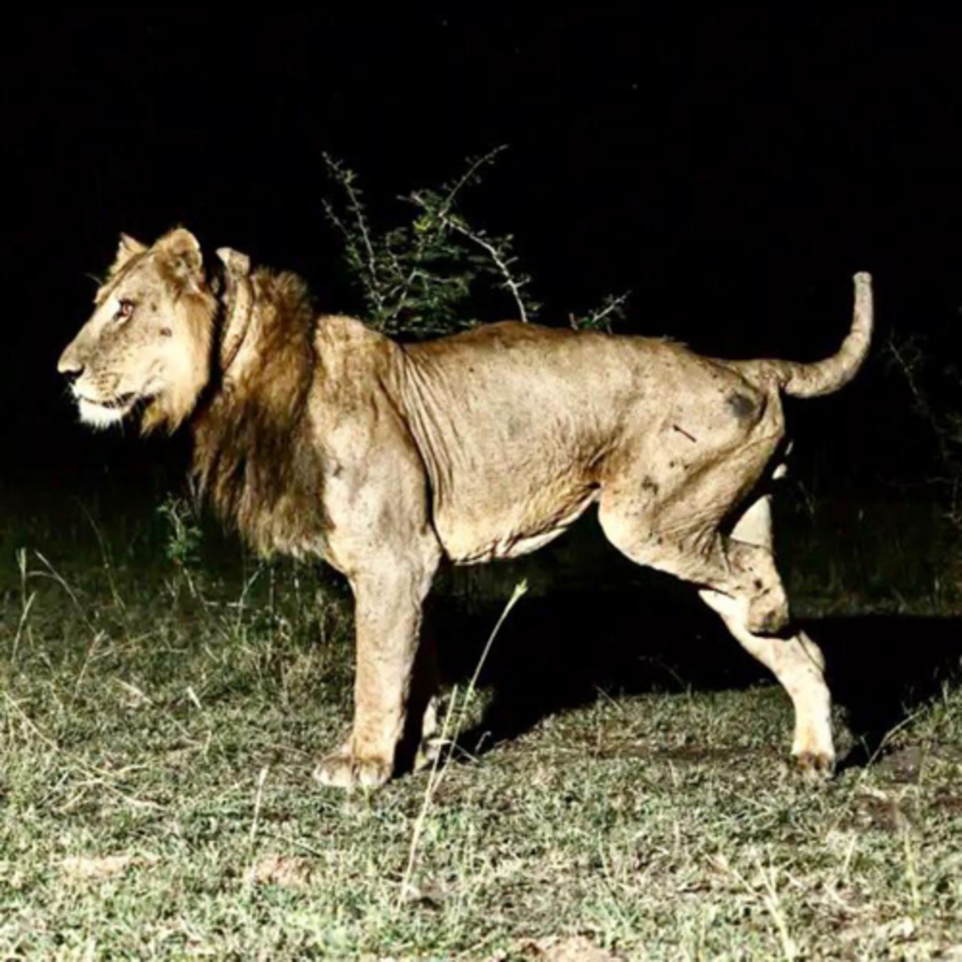 Floro, el león de tres patas