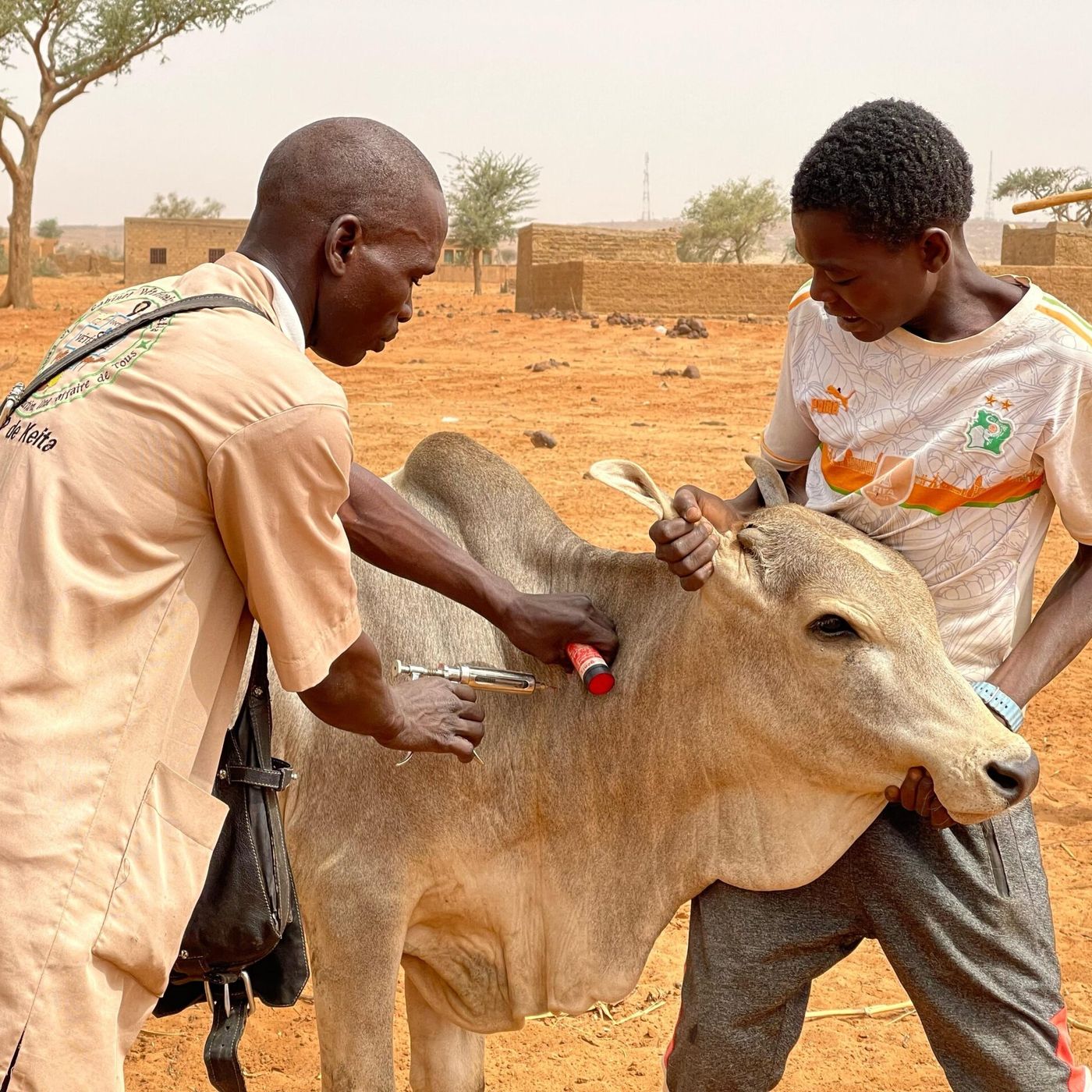 Santé animale, paix à N’Guigmi et hygiène bucco-dentaire ( Le Niger sur Kalangou ) episode artwork