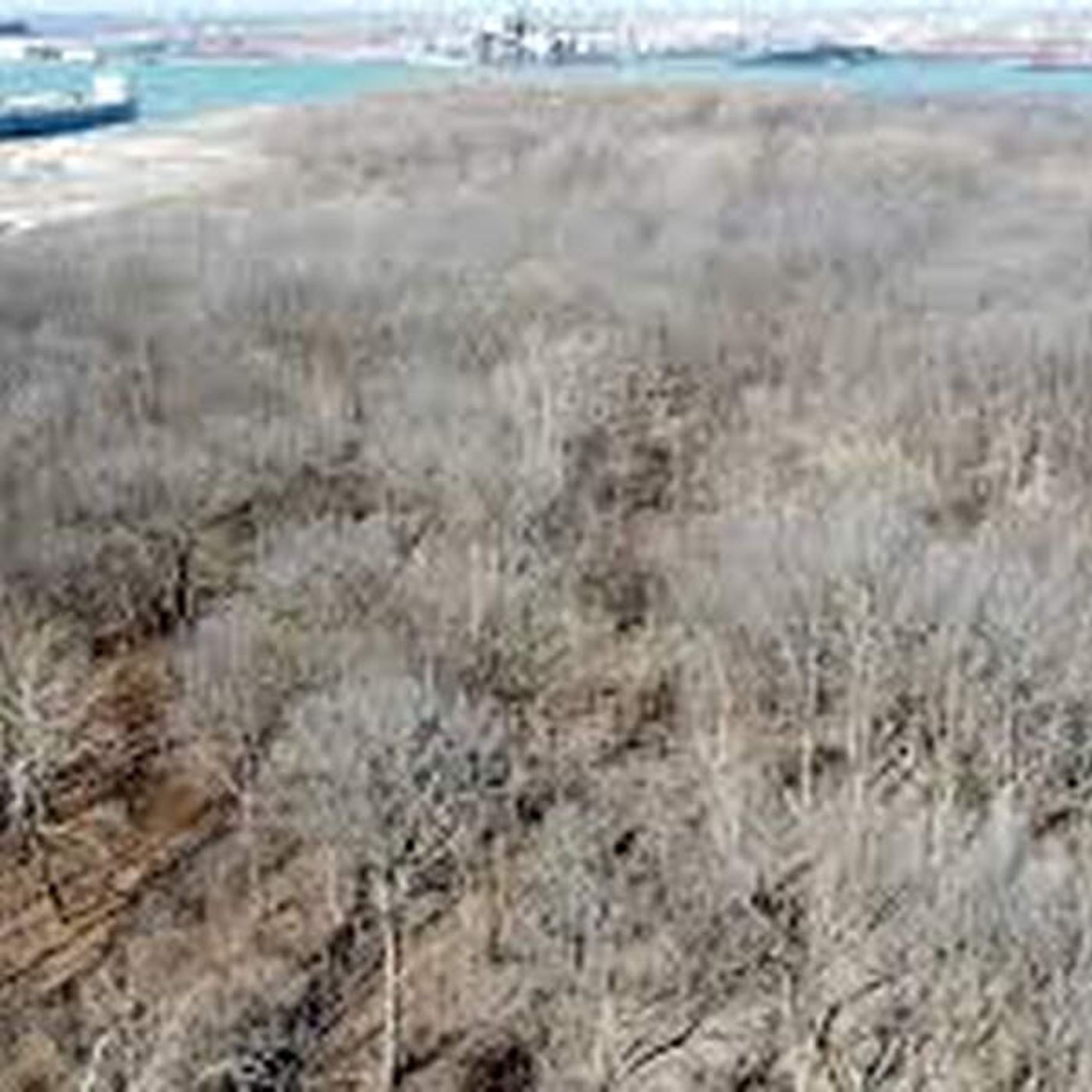 Concerns for Ojibway National Urban Park with NDP ending agreement with Liberals? episode artwork