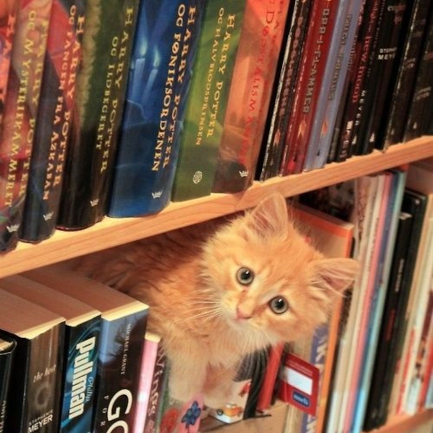 La biblioteca del gatto rosso