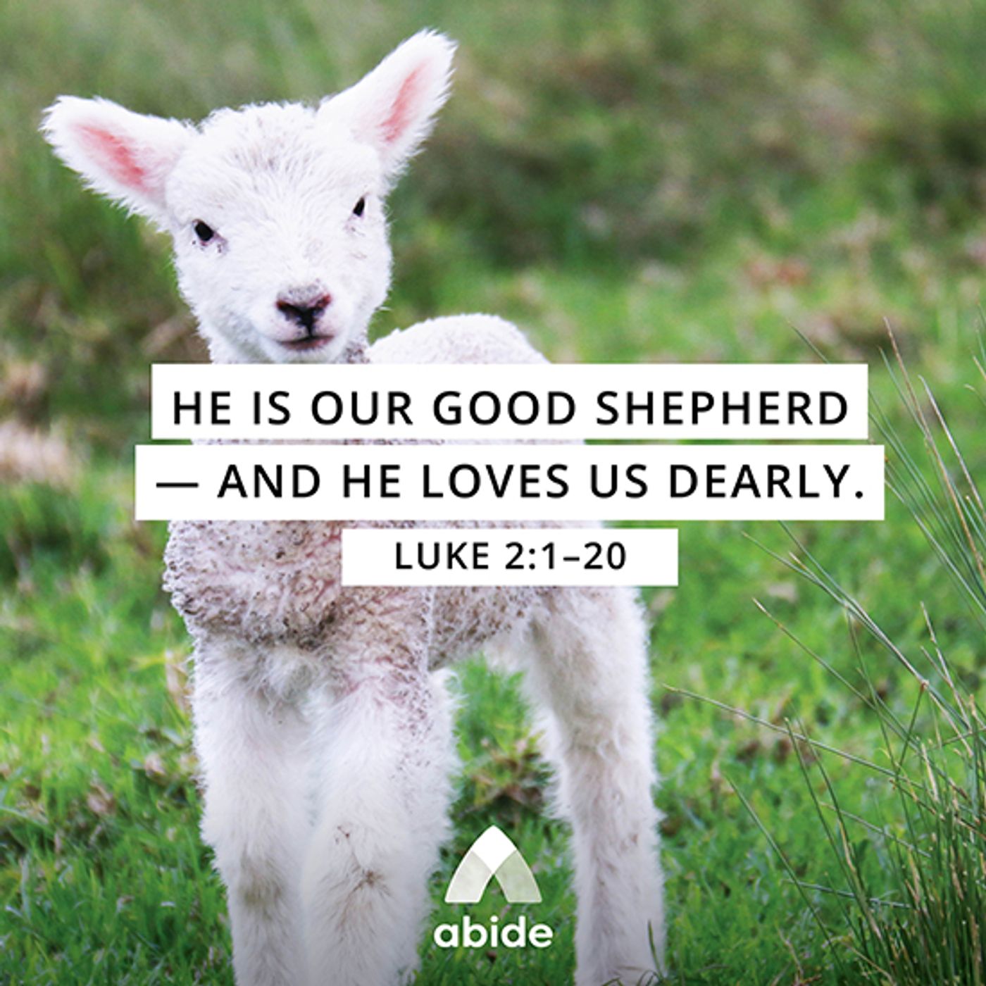 The Shepherd and The Lamb