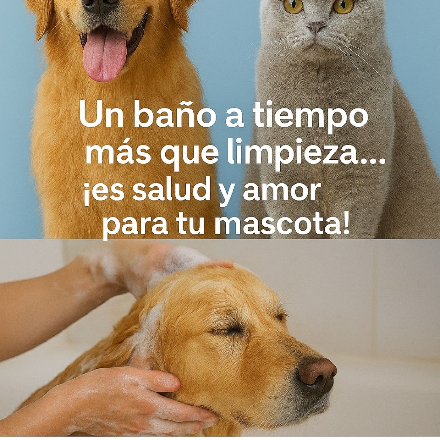 La importancia del baño e higiene de perros y gatos. episode artwork
