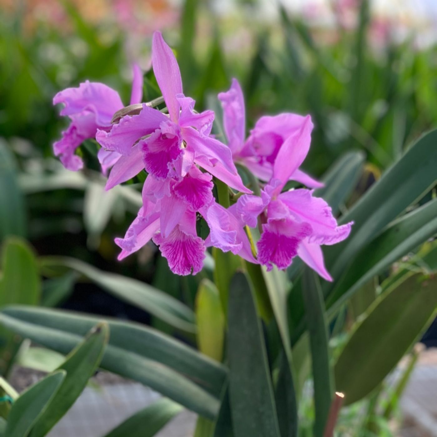 Episode 2 - Orchid Chat With Dr Connors