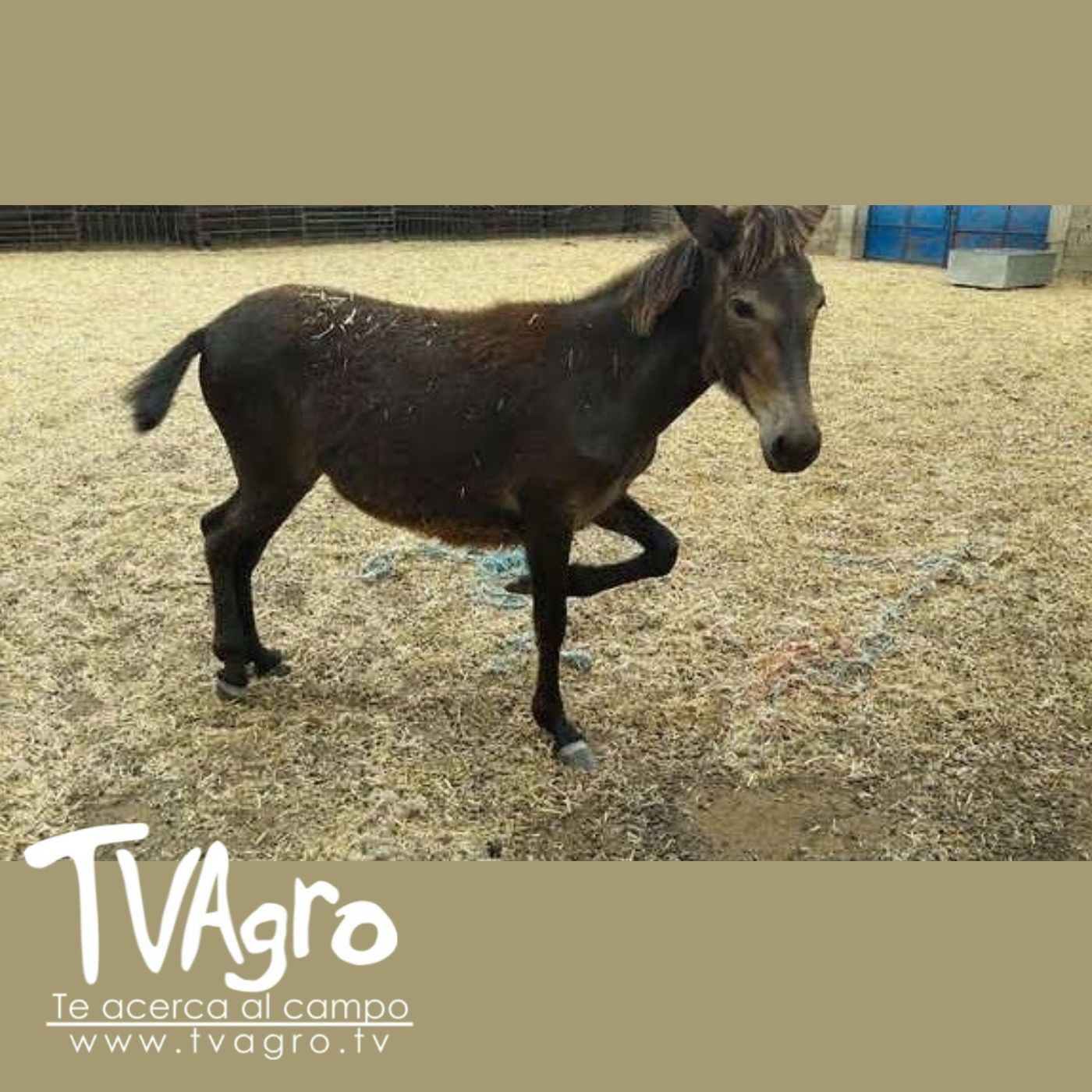 TV AGRO
