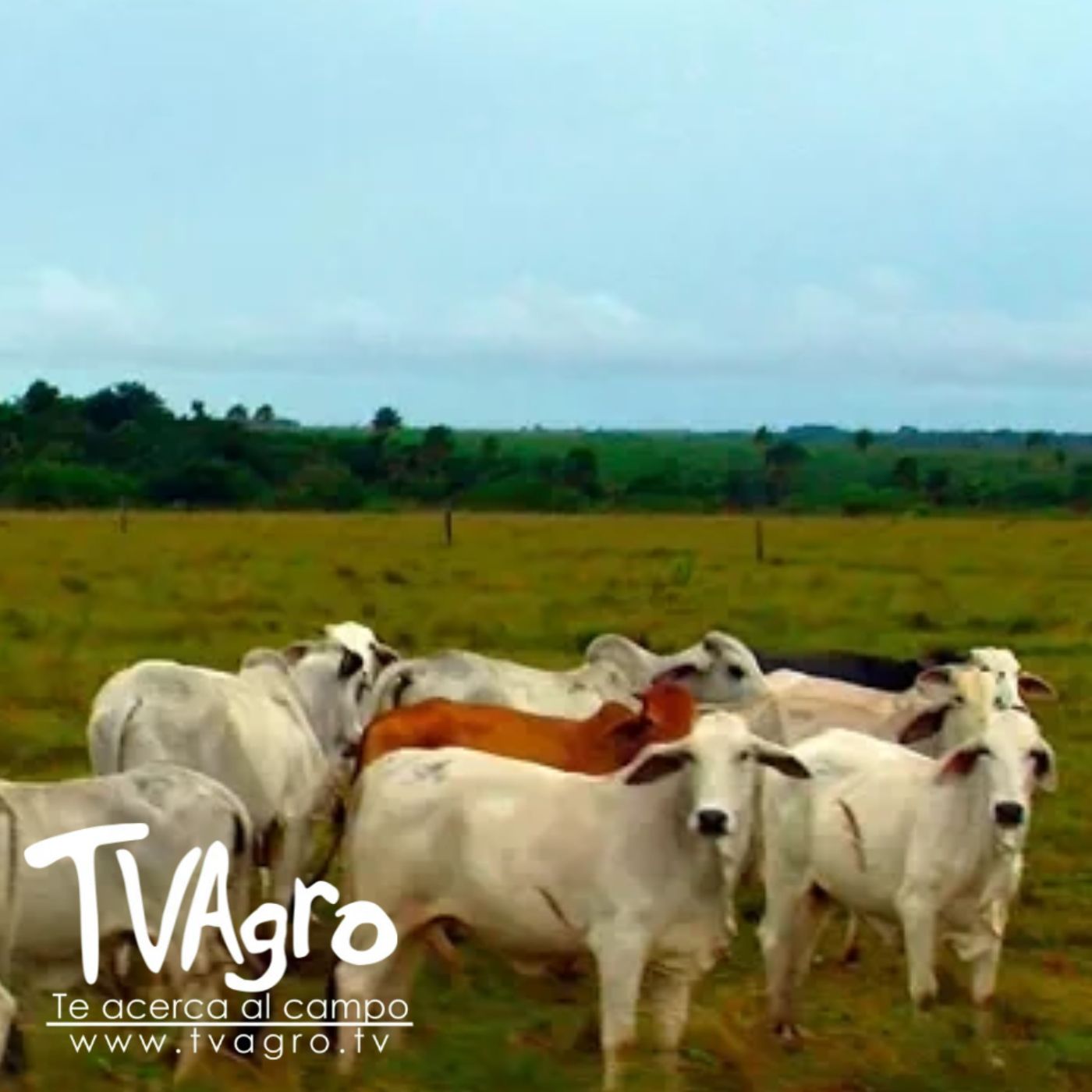 TV AGRO
