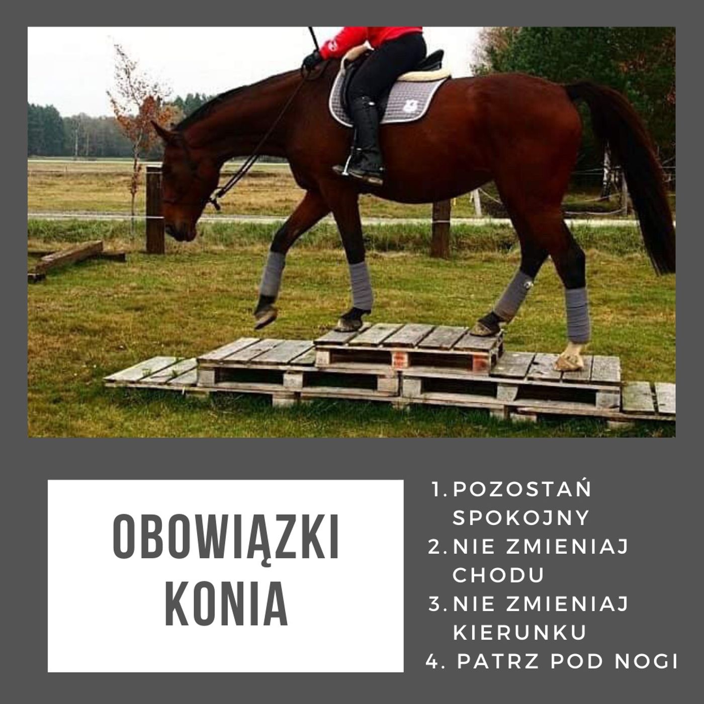 Live 22: Obowiązki konia i człowieka, czyli co każdy z nas robić powinien episode artwork