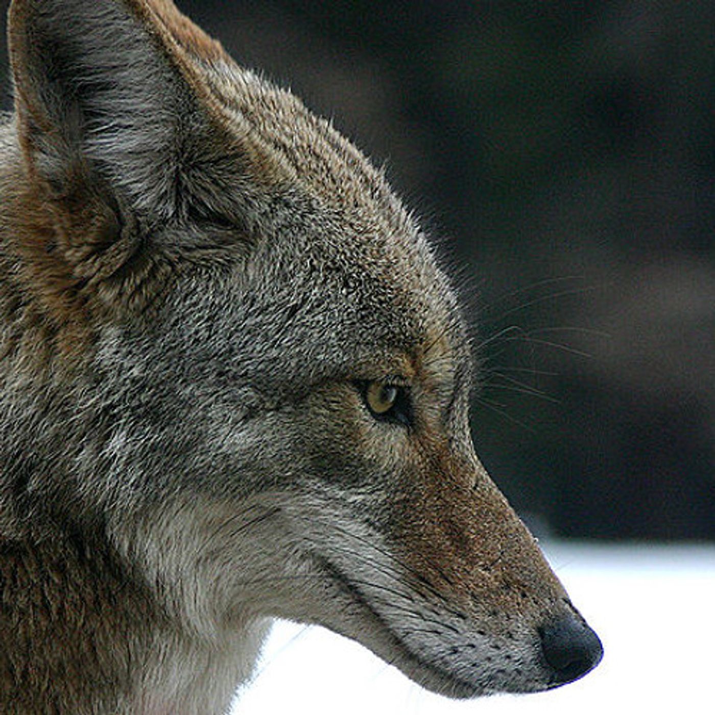 Which Mammals Will Adapt to Climate Change? episode artwork