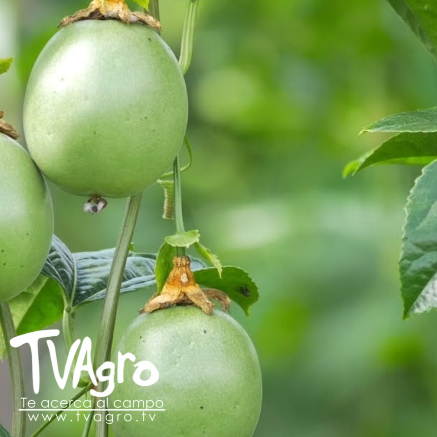 TV AGRO