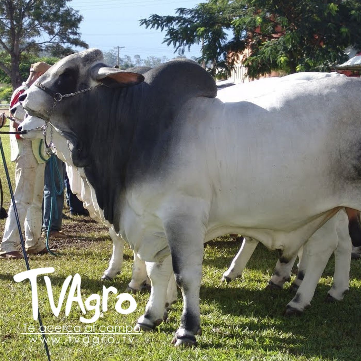 TV AGRO