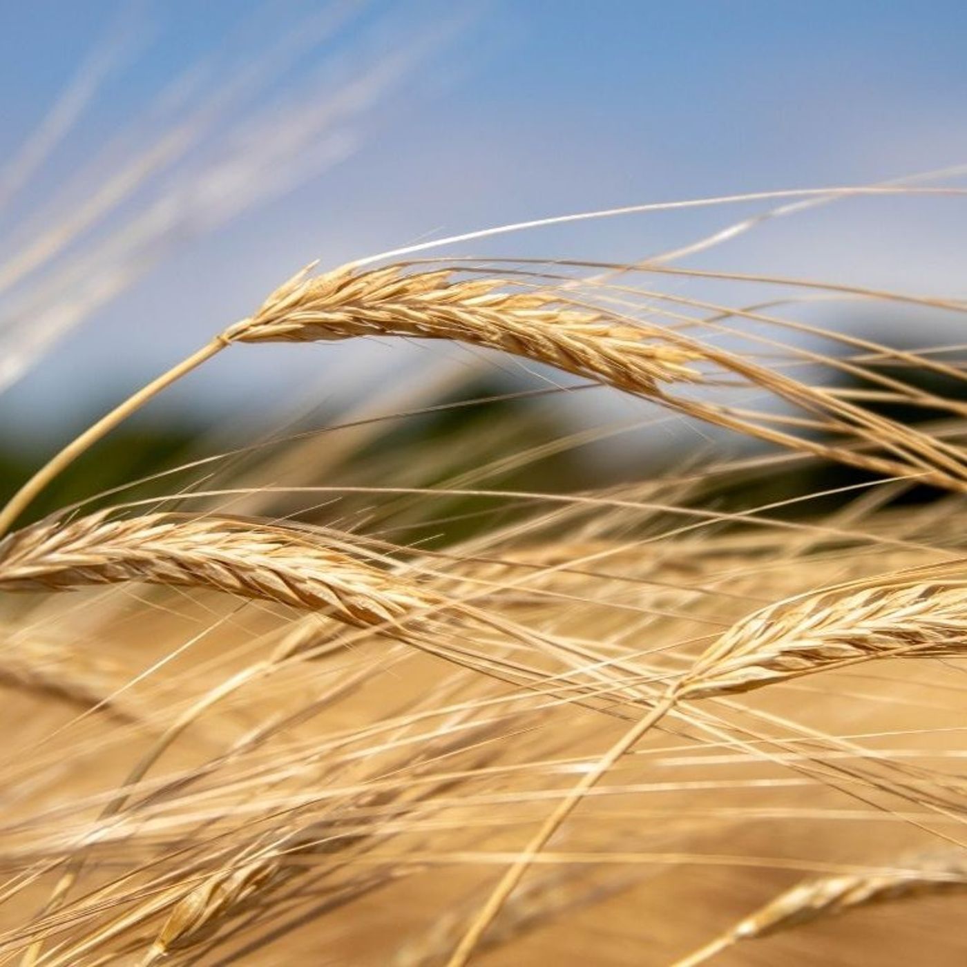 Alberta Grains testing wheat, barley varieties for fungicide response