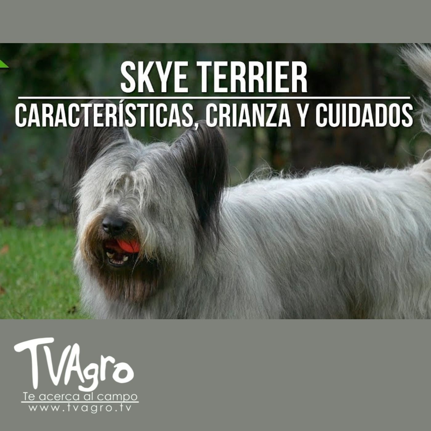 TV AGRO