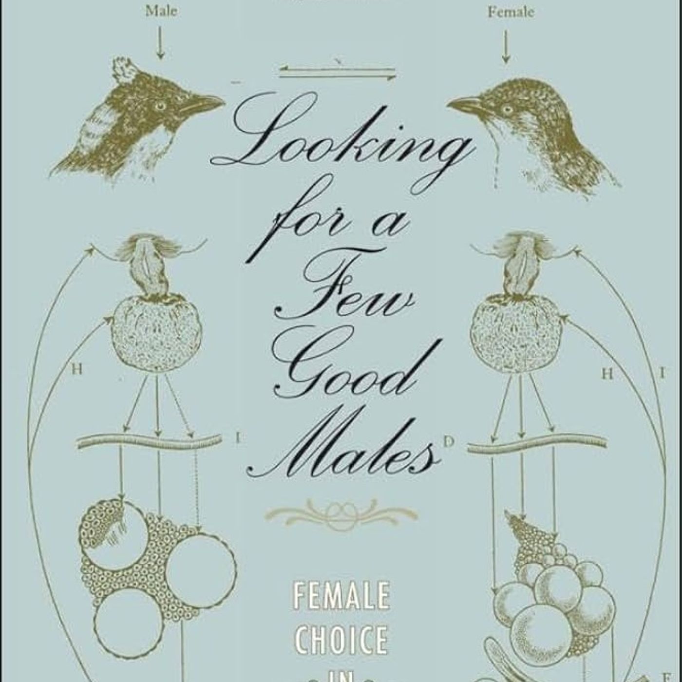 Looking for a Few Good Males: Female Choice in Evolutionary Biology (Animals, History, Culture)