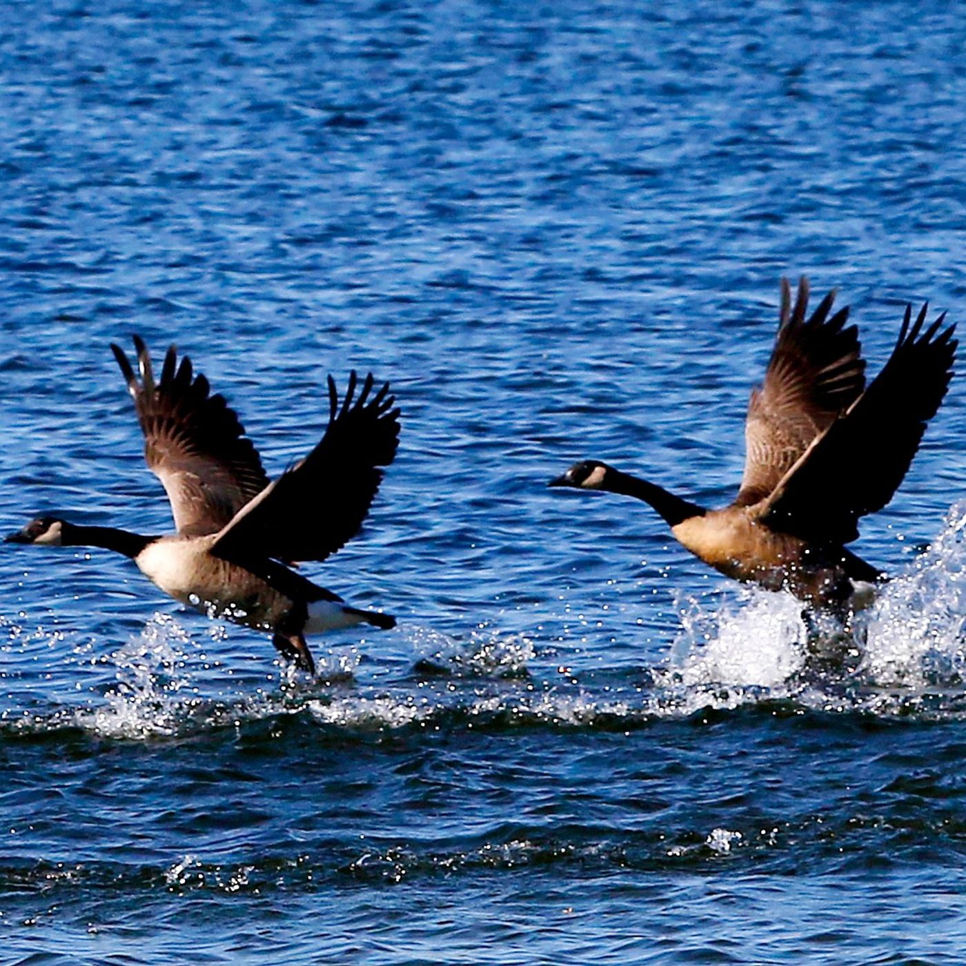 Crystal Lake Main Beach opens Saturday – with new geese-deterring lights episode artwork