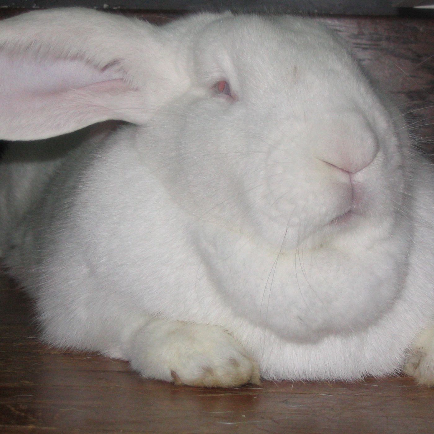 Historias de Miedo Abril 26 de 2022 CONEJOS GIGANTES