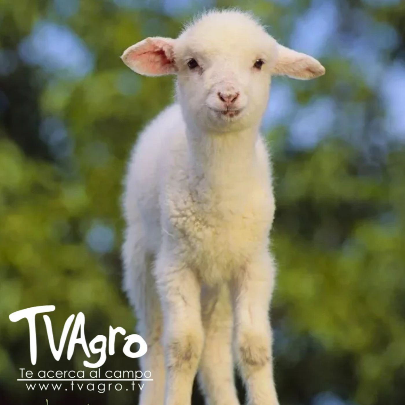 TV AGRO