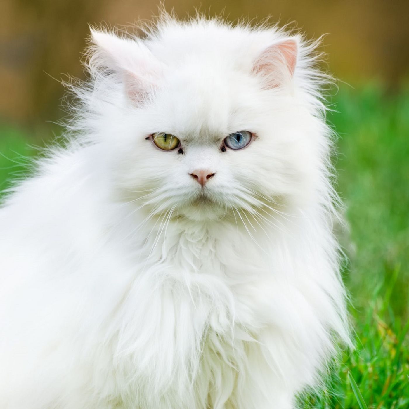 Gatito de angora