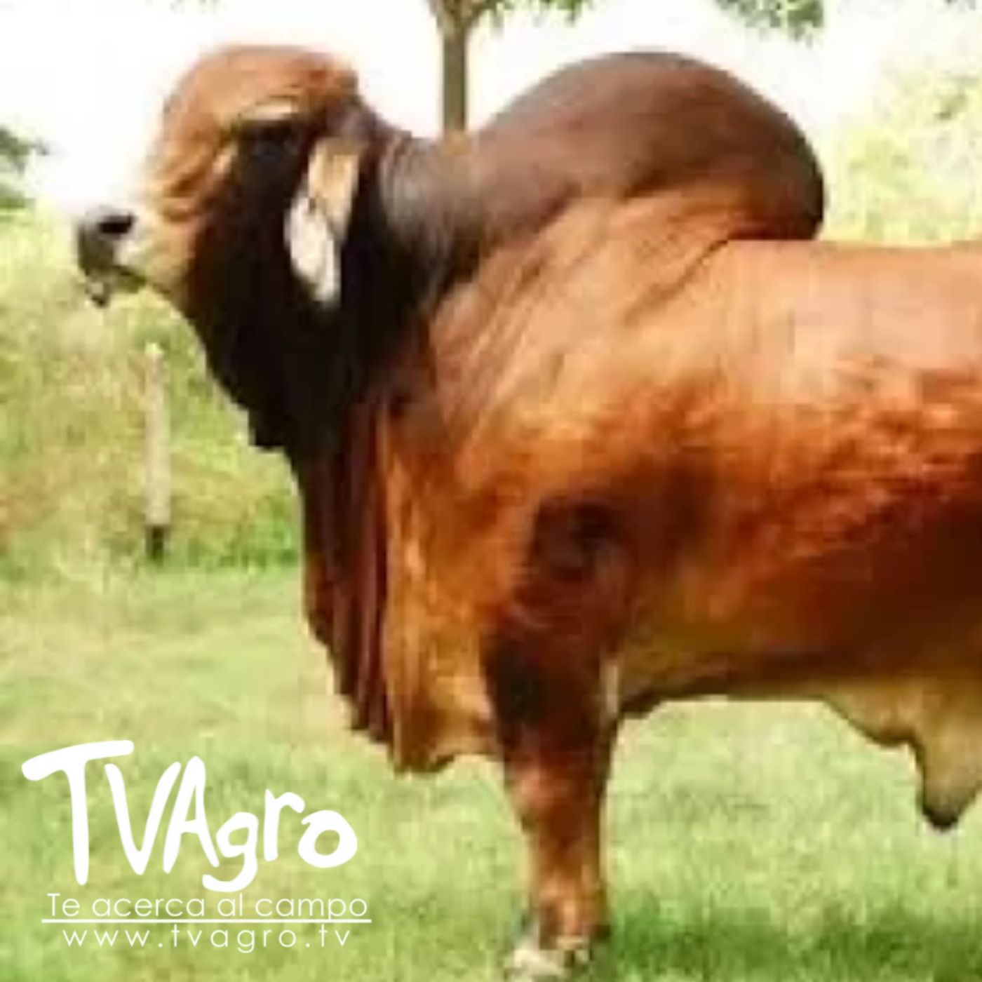TV AGRO