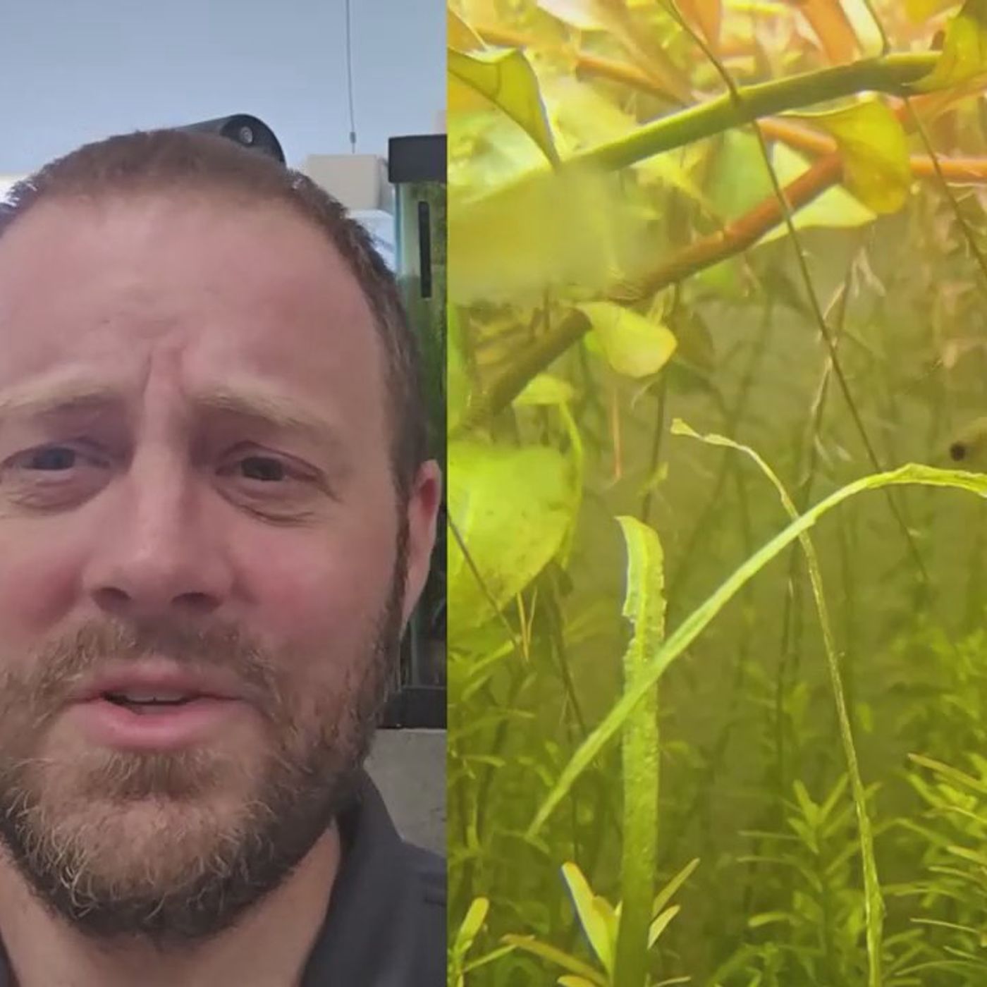 Endlers are the Best Livebearers! Why?