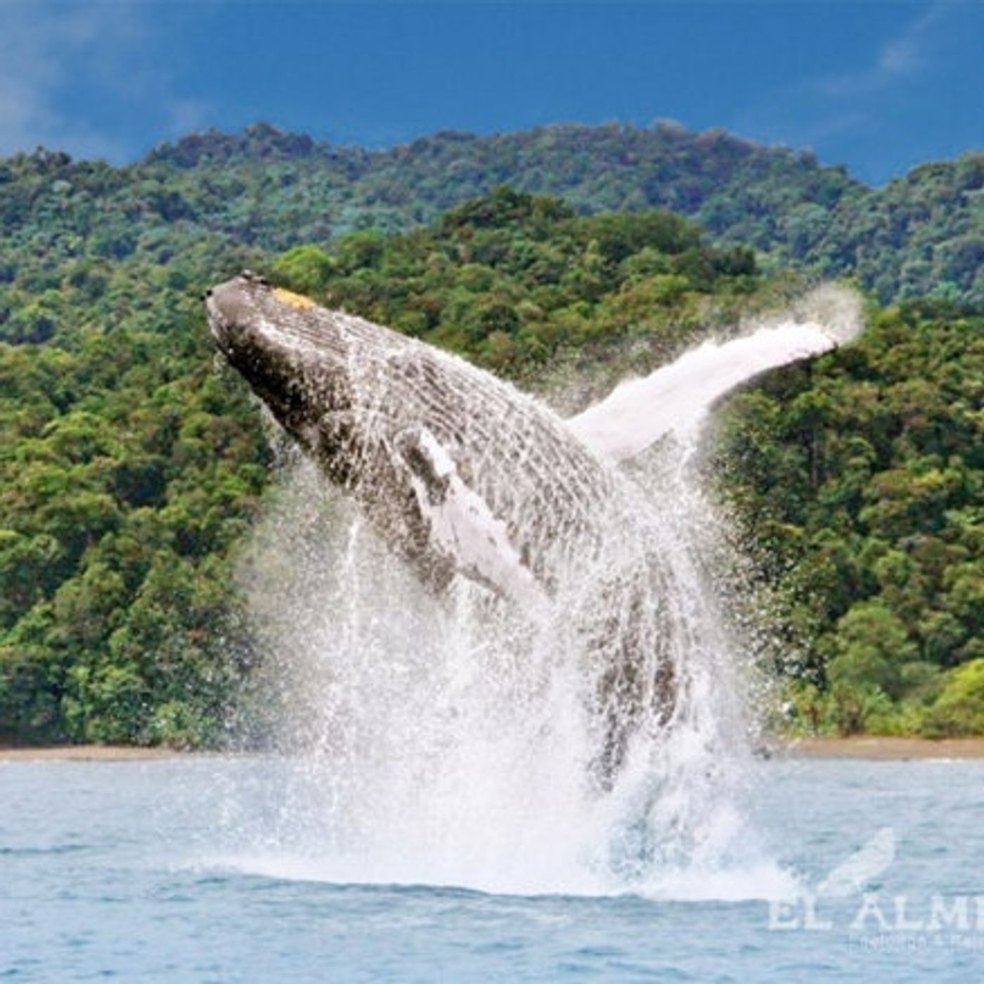 NUESTRO OXÍGENO Ecoturismo el Almejal Bahía Solano - César Isaza