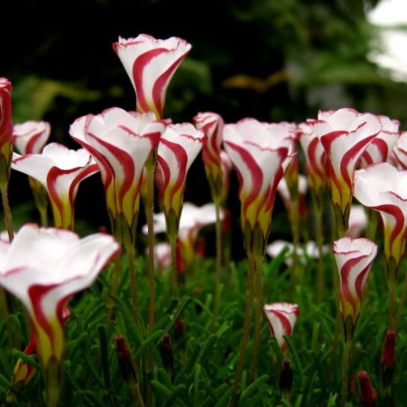 MANOLITA Y JACINTA EN EL EBRO