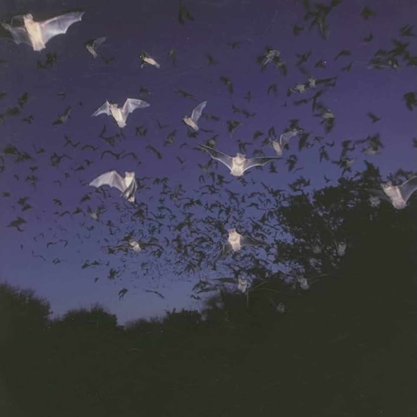 Bats in Forests: Conservation and Management