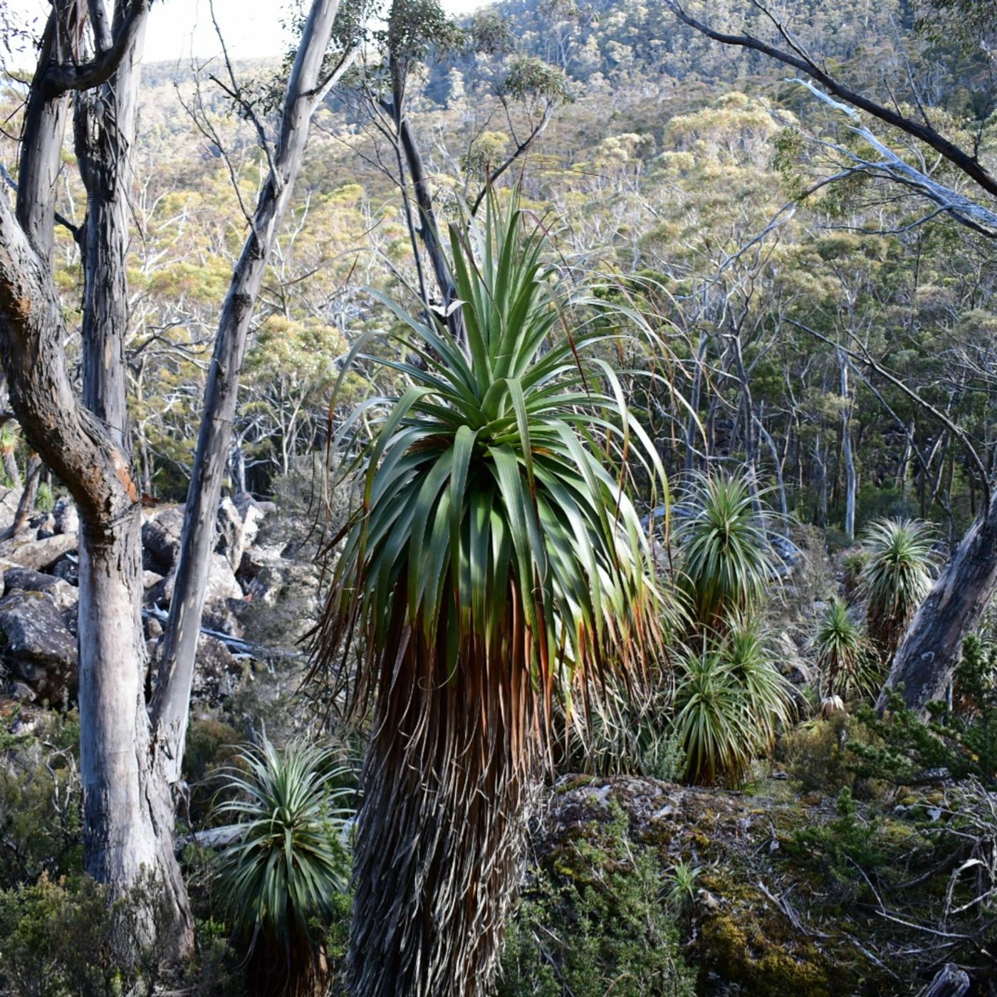 Tasmania Rants