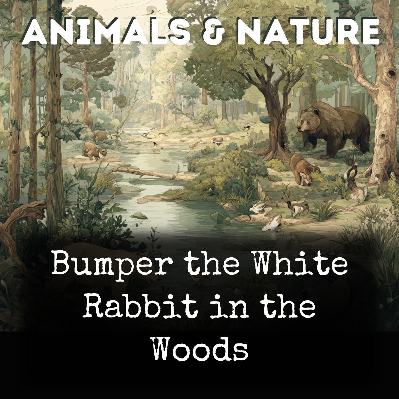 Bumper the White Rabbit in the Woods cover art
