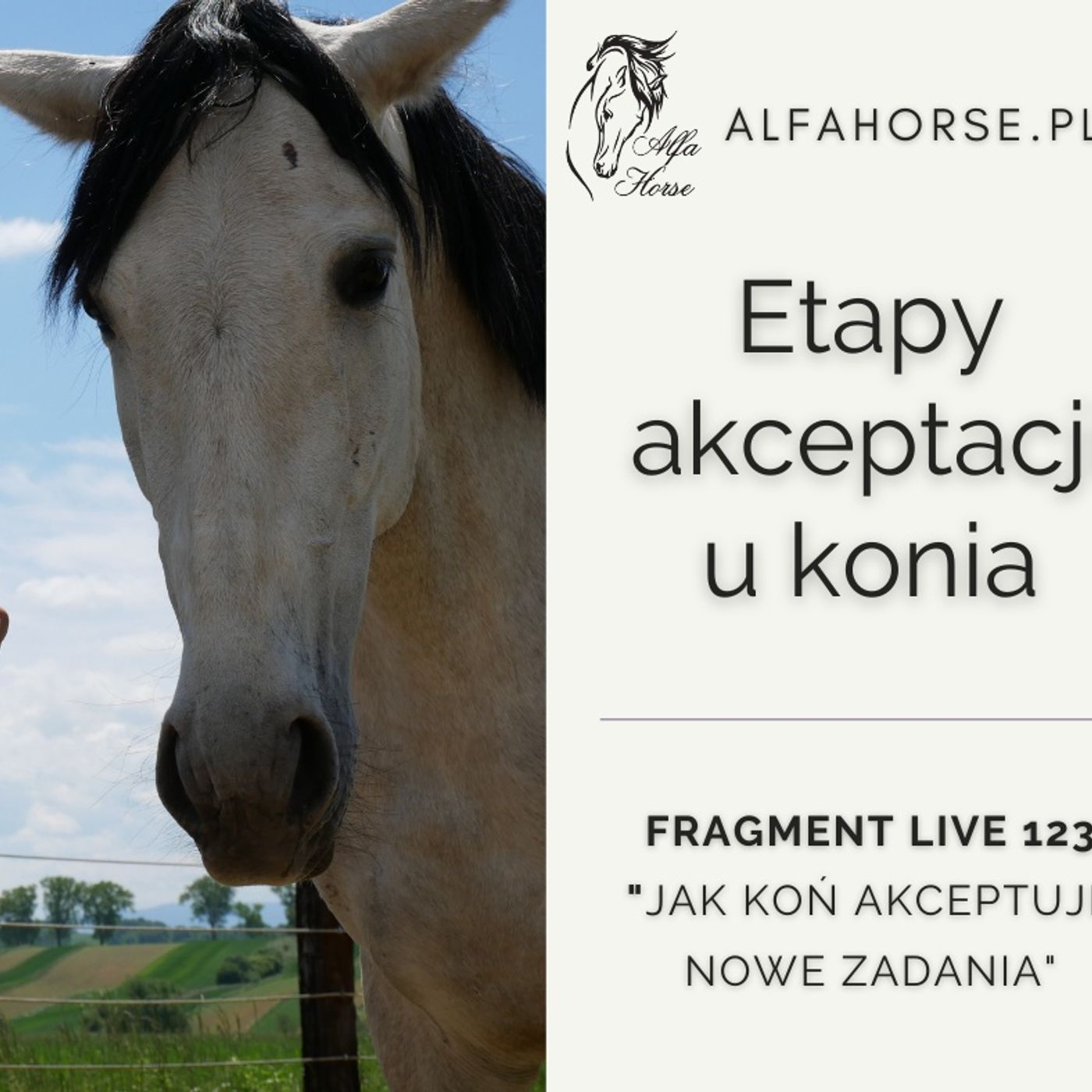Etapy akceptacji u konia - fragment live 123 episode artwork
