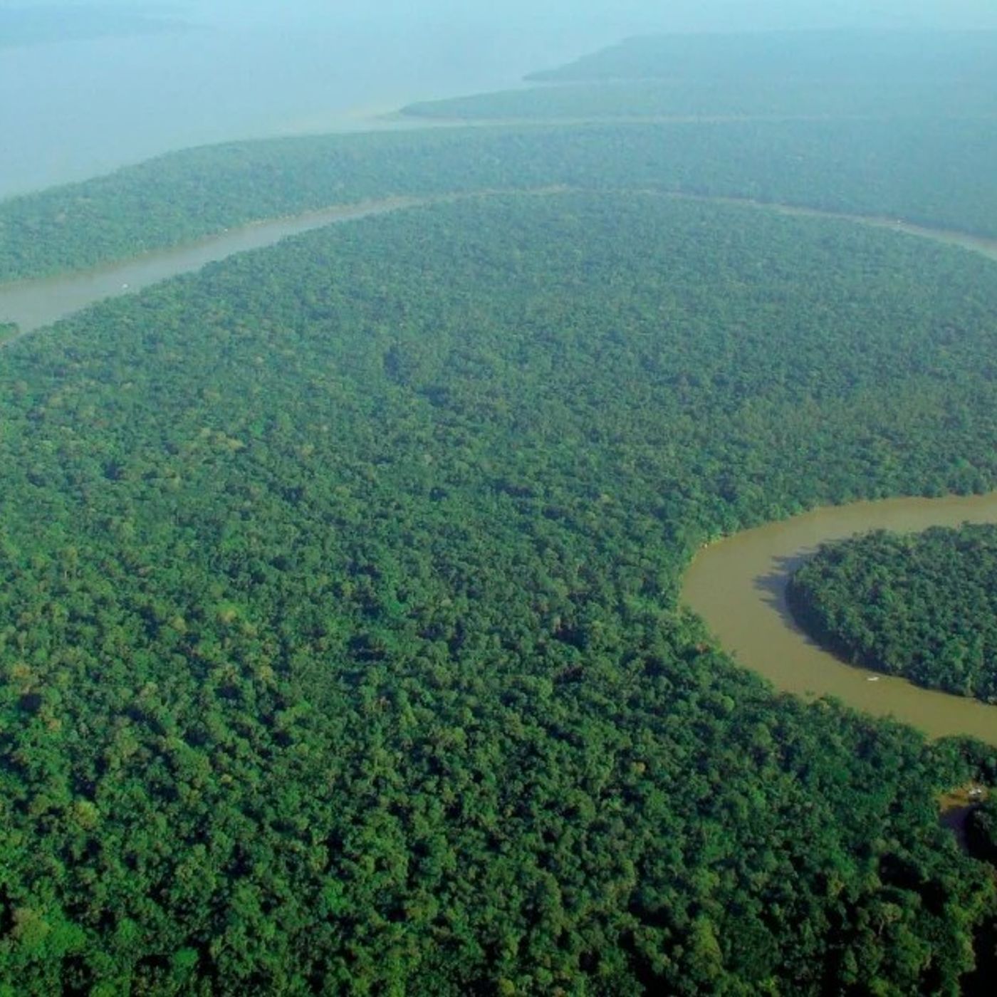 In Amazzonia le malattie seguono la trasformazione della foresta episode artwork