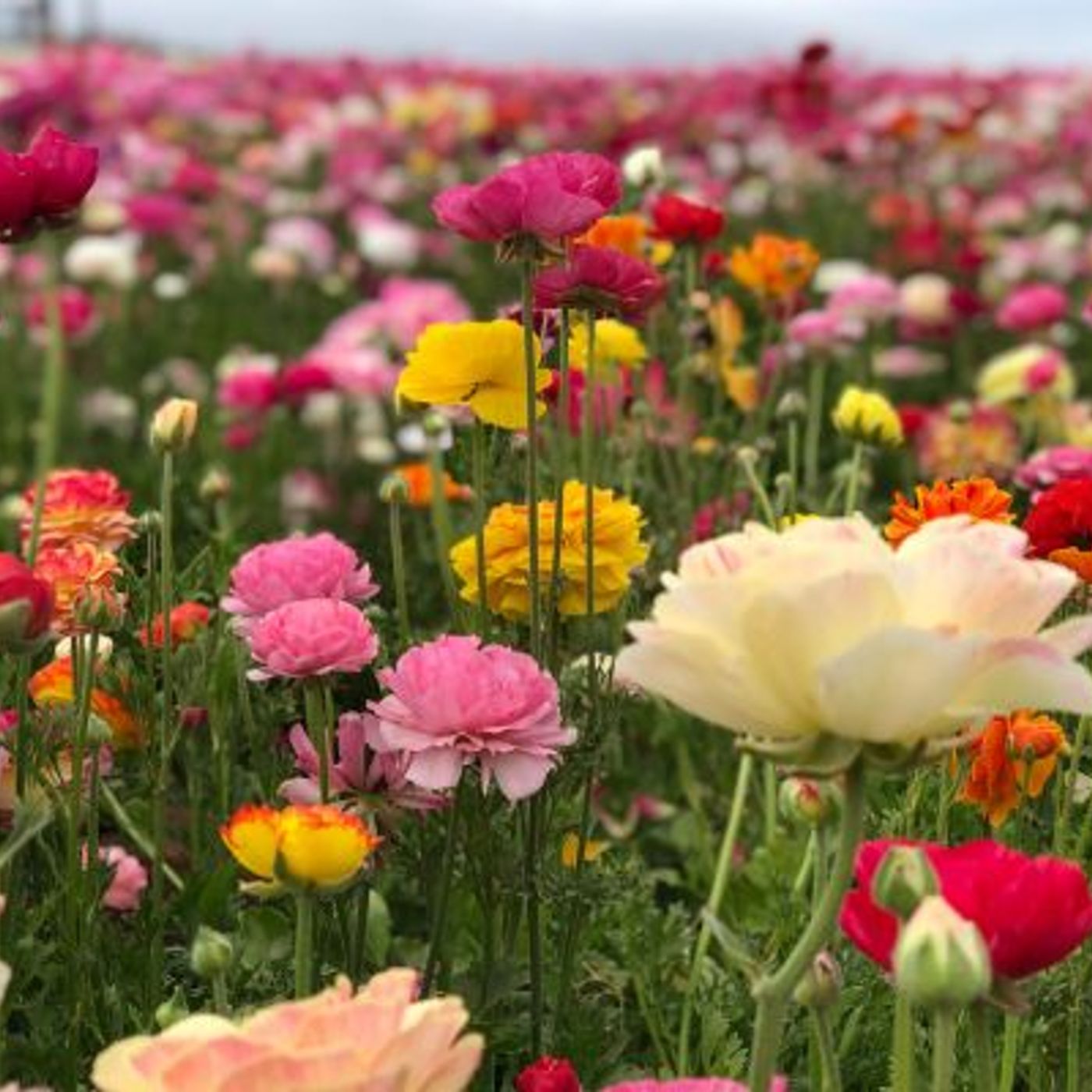 Des fleurs à couper en libre service : une activité familiale qui favorise le circuit-court et le commerce local episode artwork