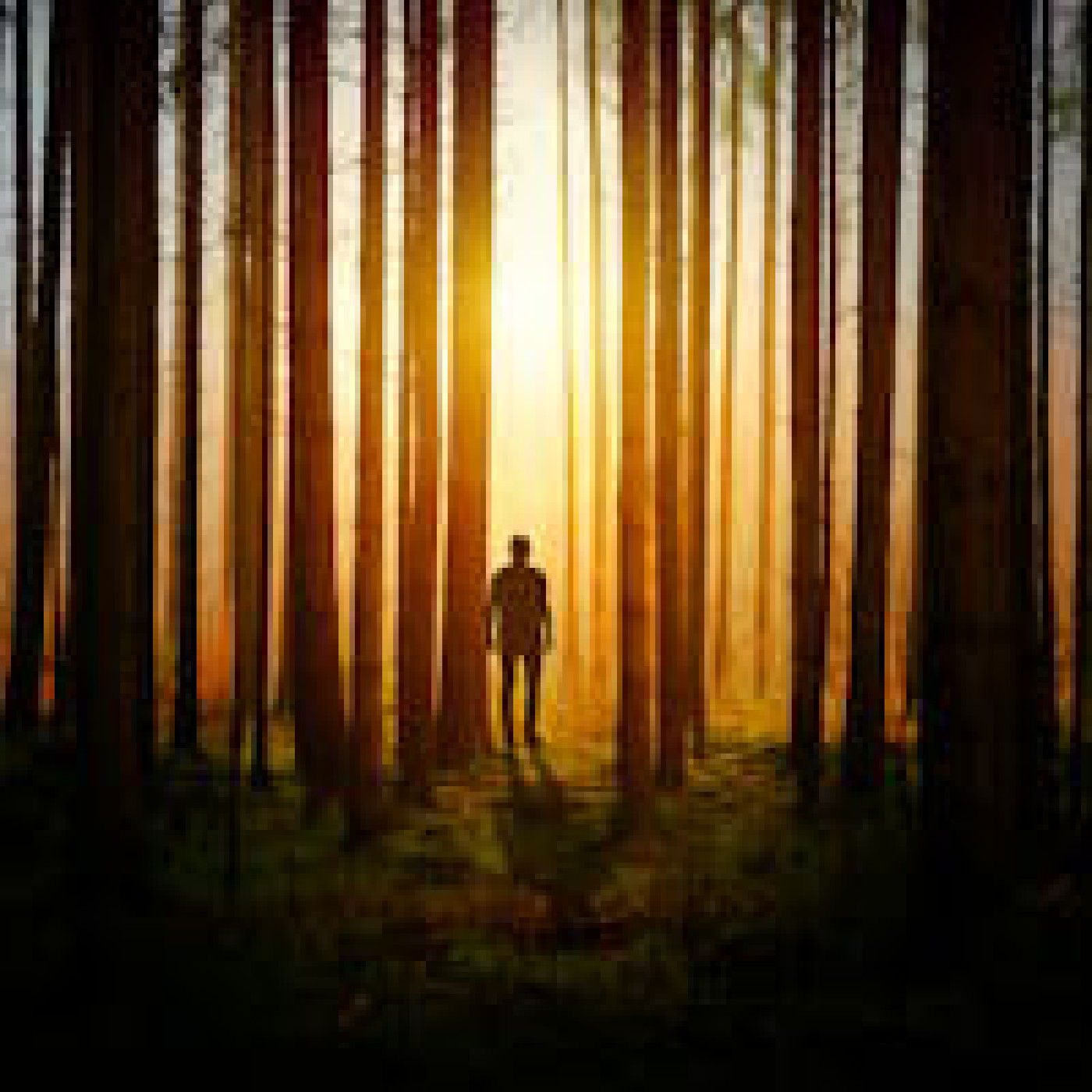 Bosque oscuro
