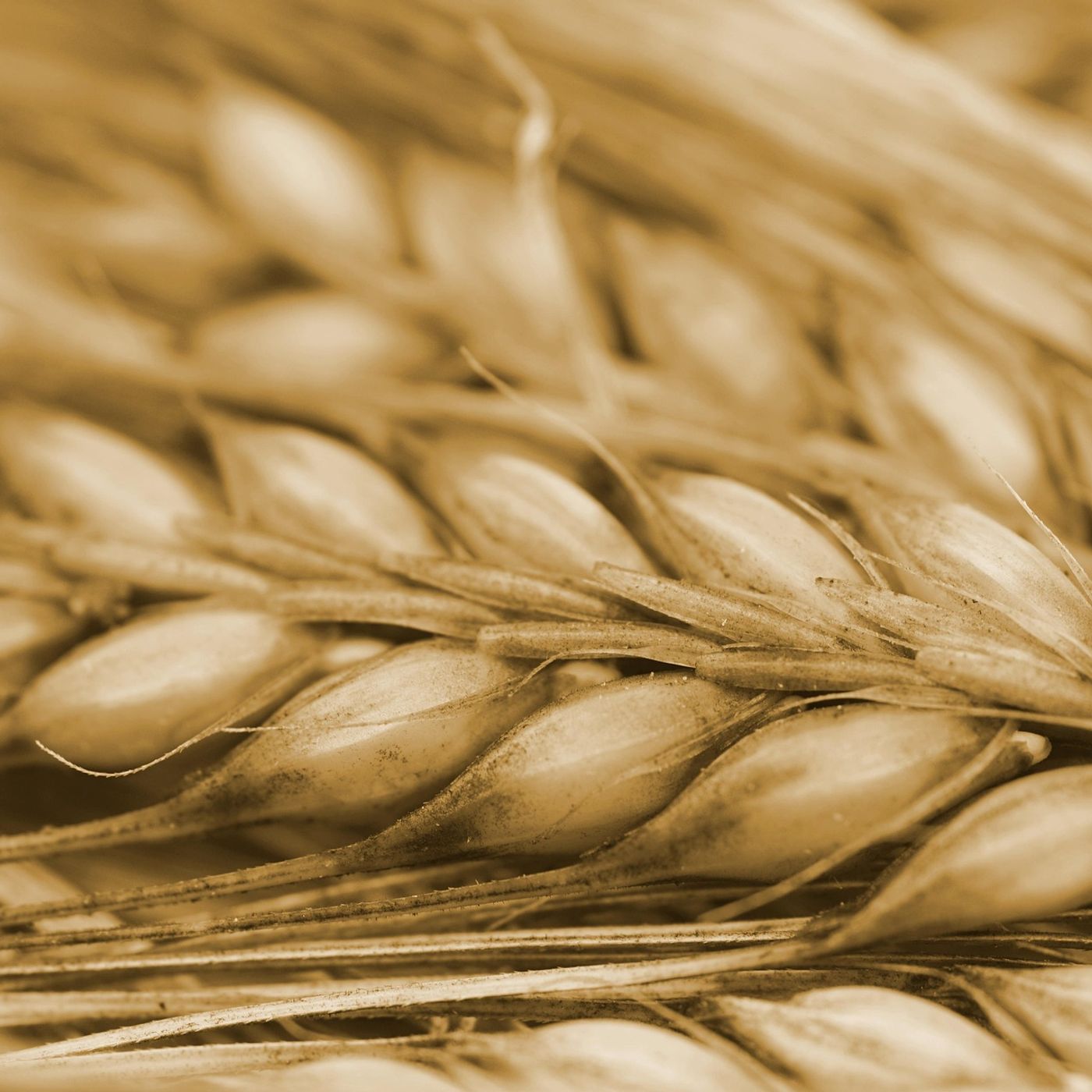 L\'alimentazione by Elisabetta