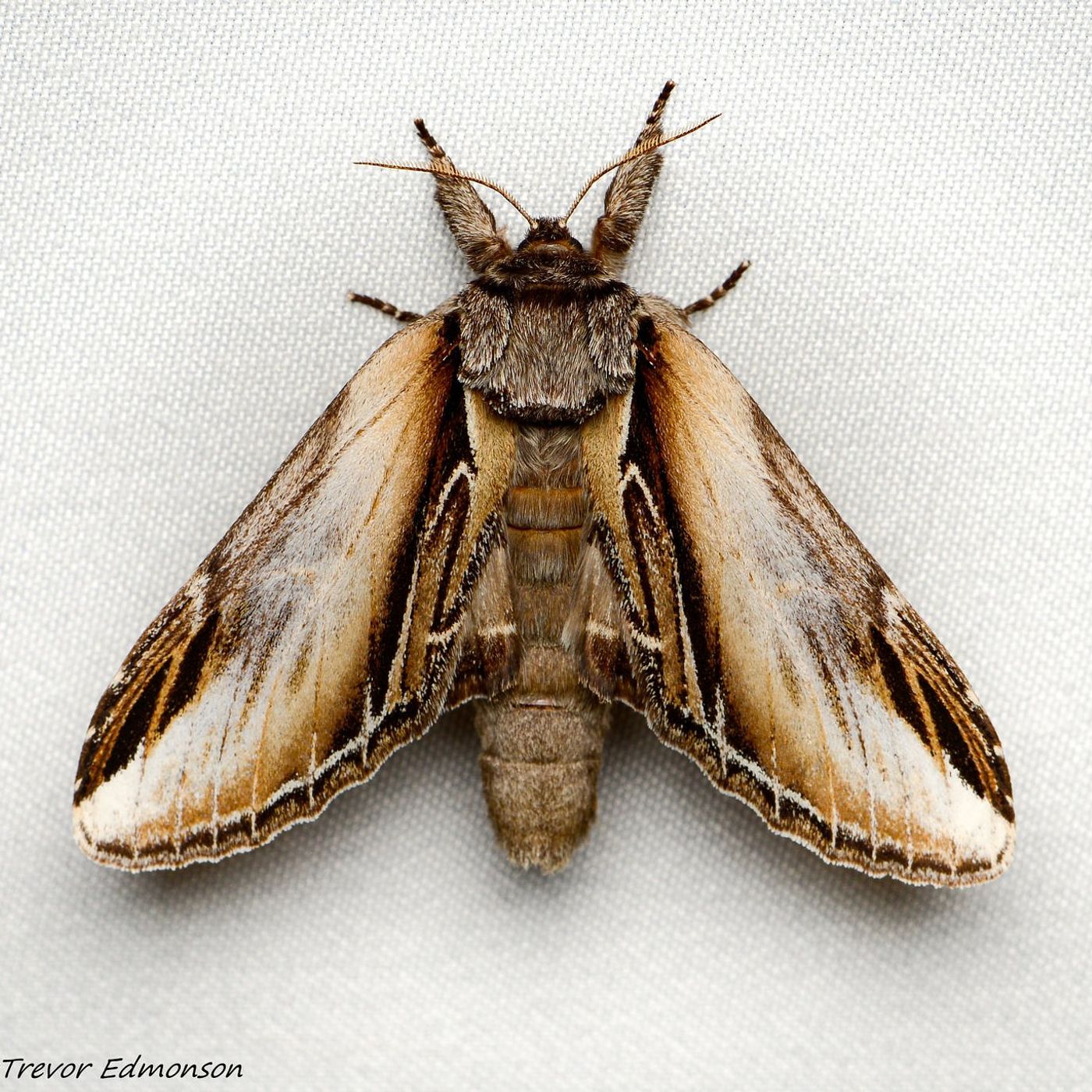 Illinois Extension to offer moth program Aug. 6 in Putnam episode artwork