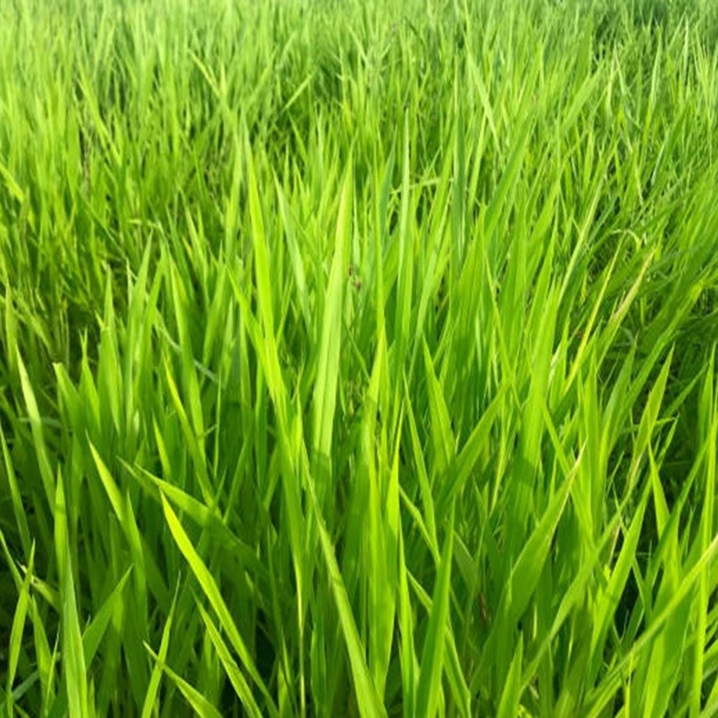 BBCast Agro