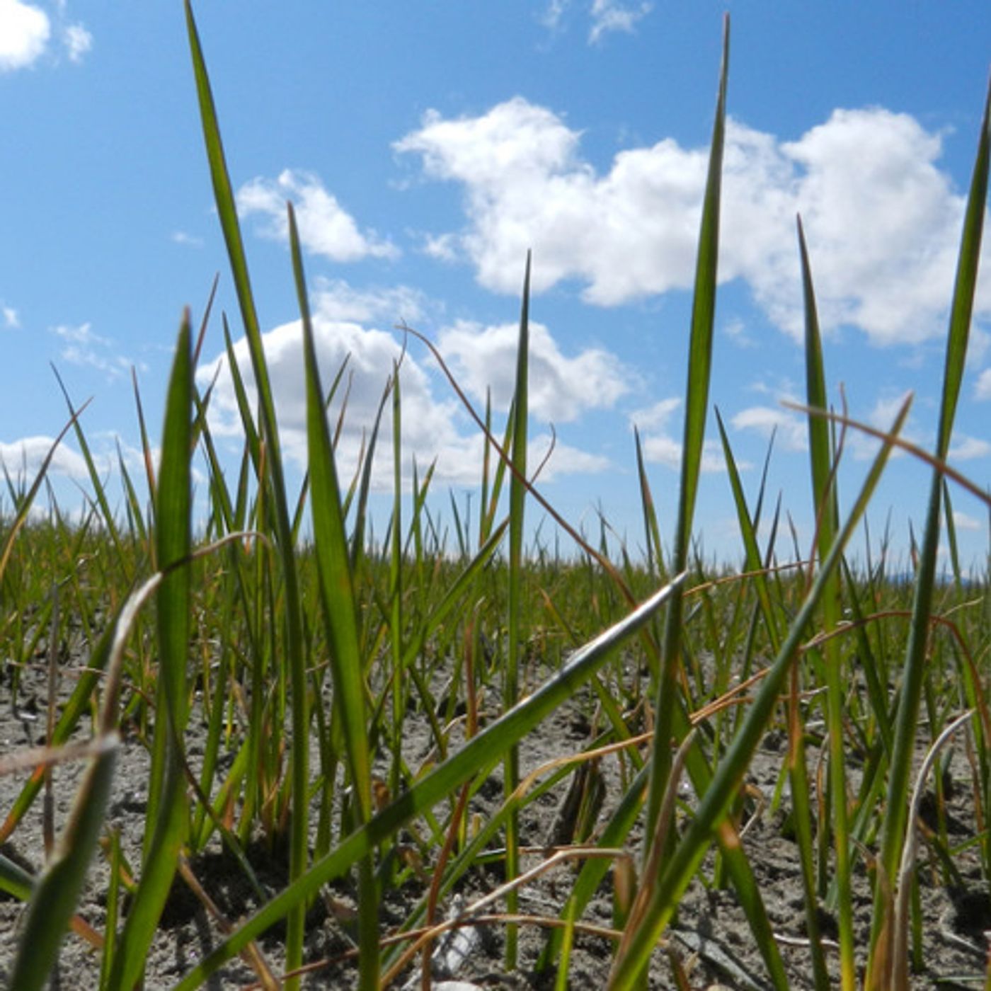Early Snowmelt  Could Spell Water Shortage for Klamath Farmers episode artwork