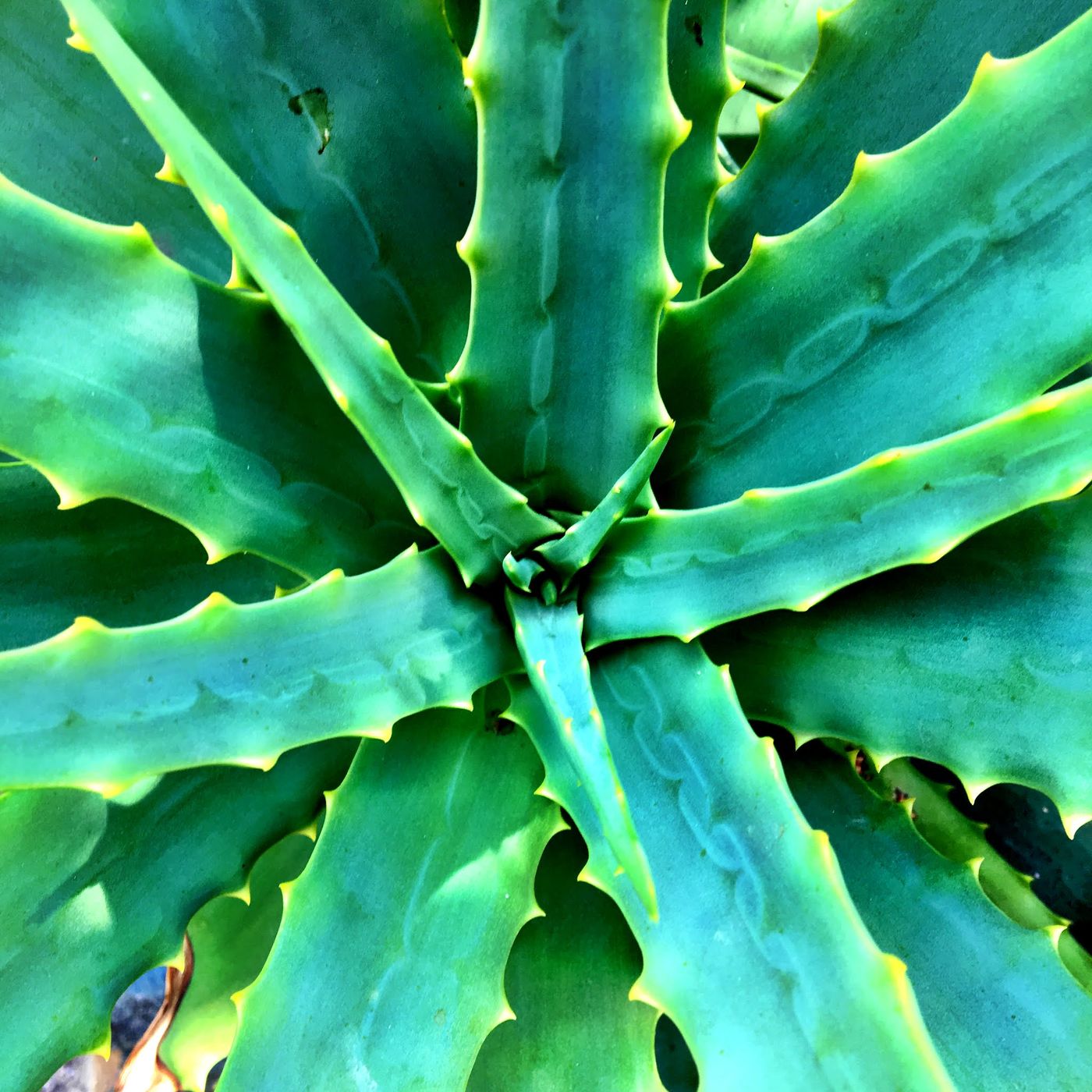 cants ocells cover art