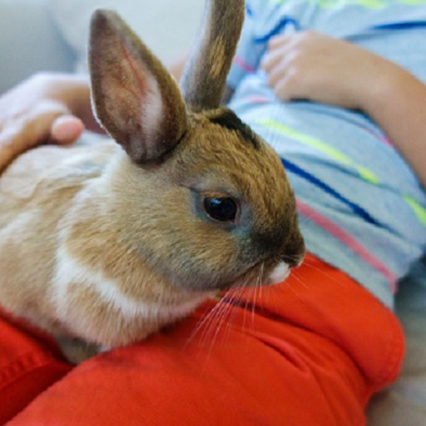 (Joke of the Day) Young Steve Lundy Gets a Pet Rabbit episode artwork