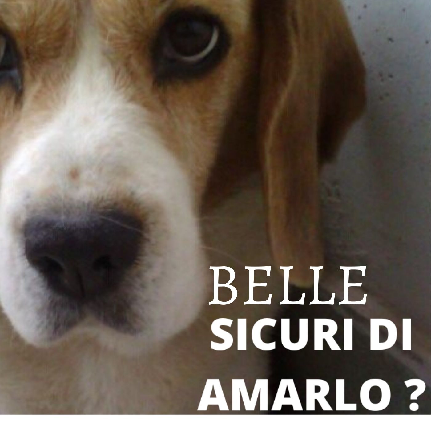 Vibrisse e fusa