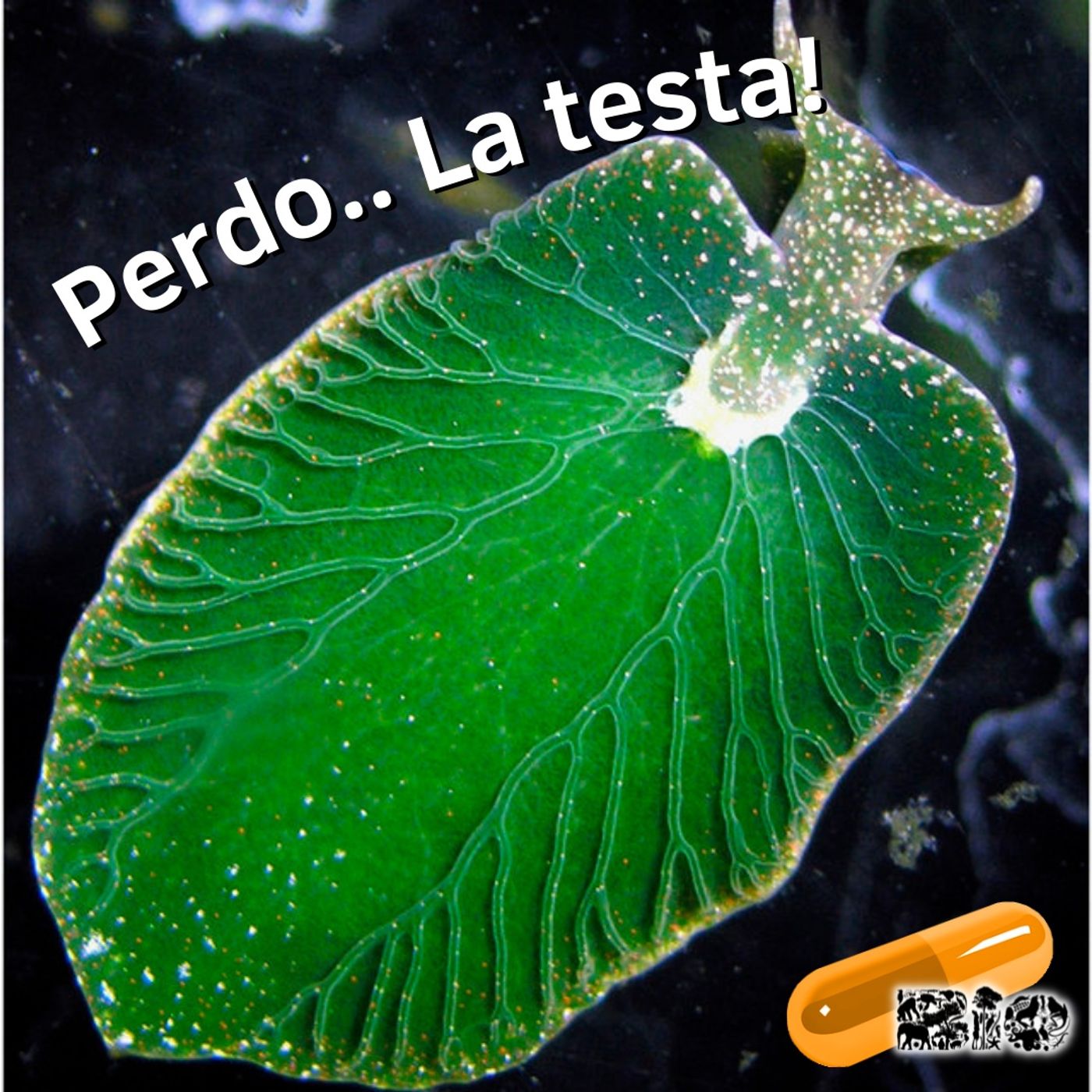 Impronta Animale