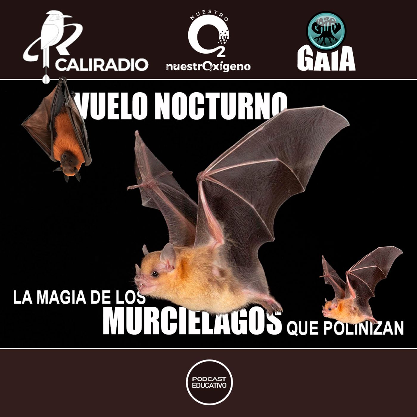 NUESTRO OXÍGENO Vuelo nocturno, la magia de los murciélagos que polinizan episode artwork